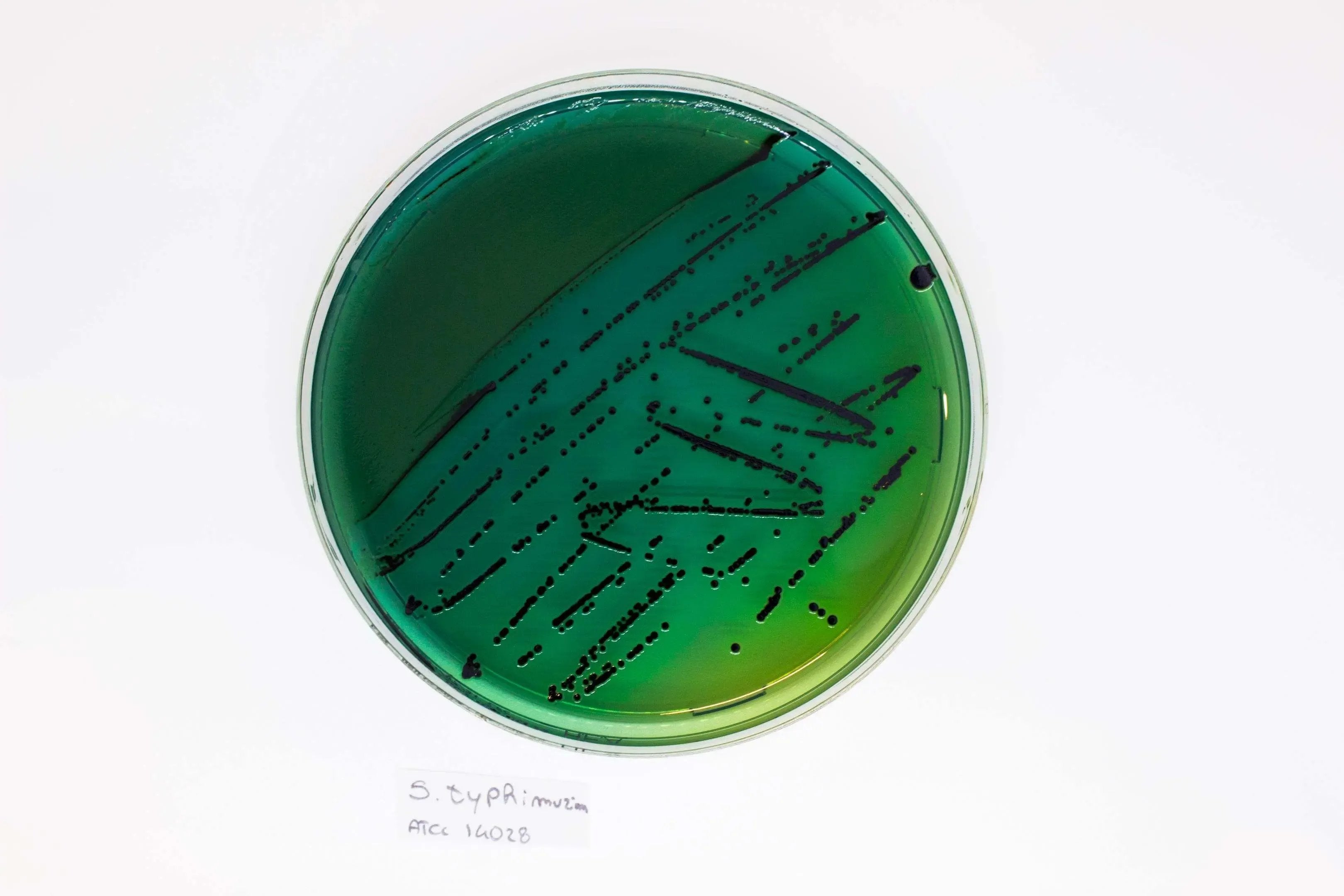 Liofilchem Hektoen Enteric Agar Culture Media 10043*