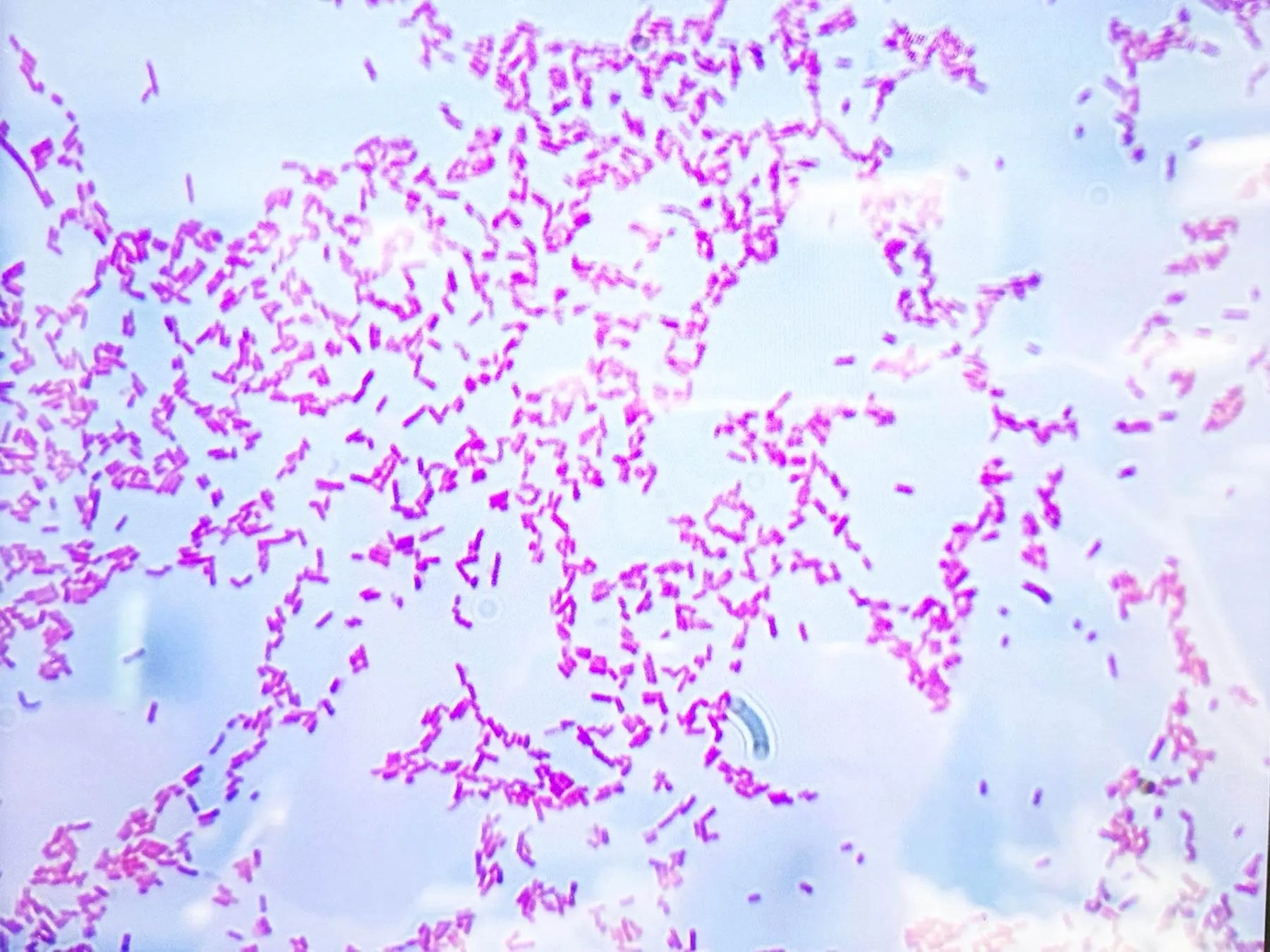 EDVOTEK Biotech Education UNIT Identification and Characterization of Bacteria