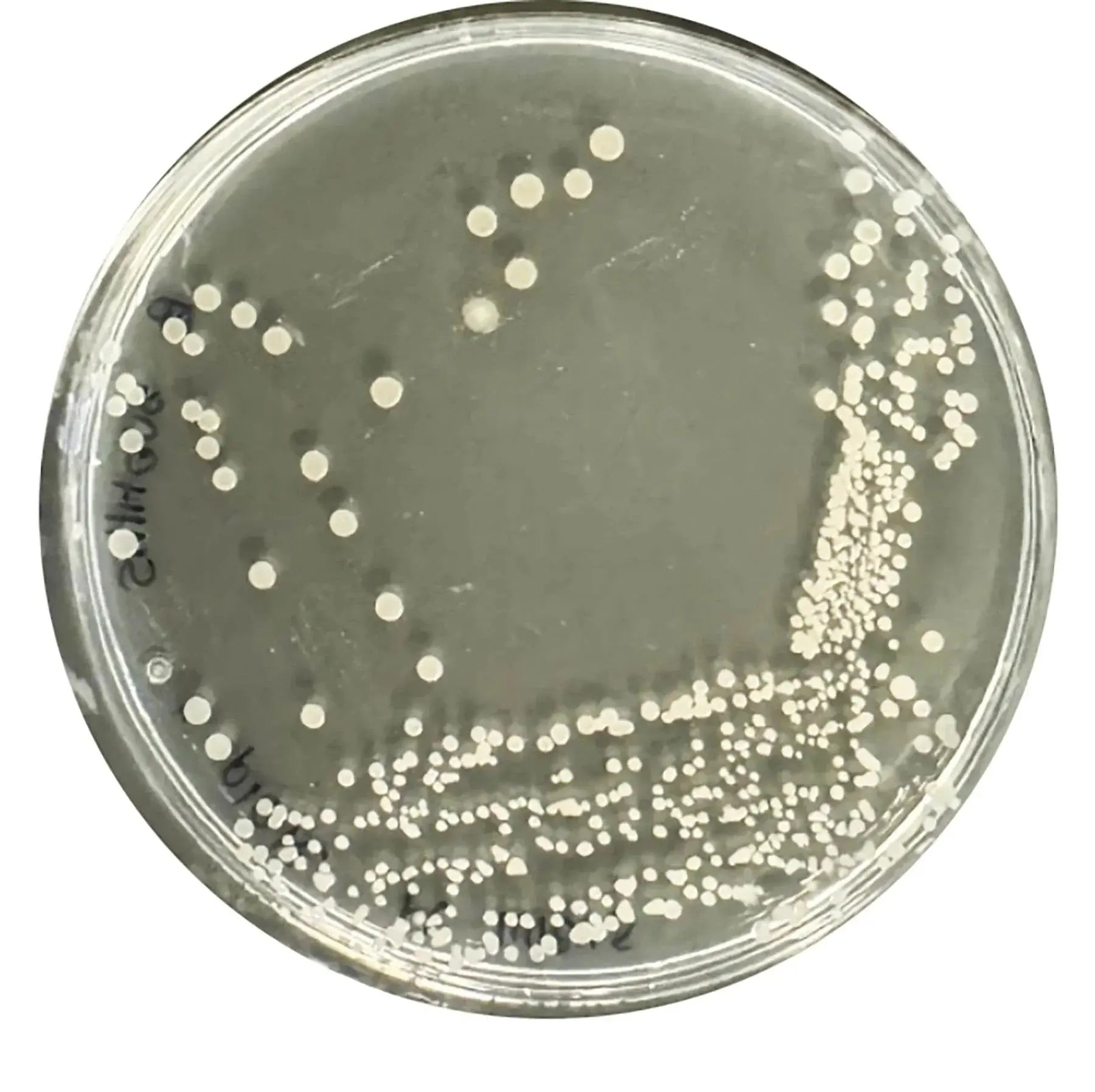 EDVOTEK Biotech Education UNIT Identification and Characterization of Bacteria