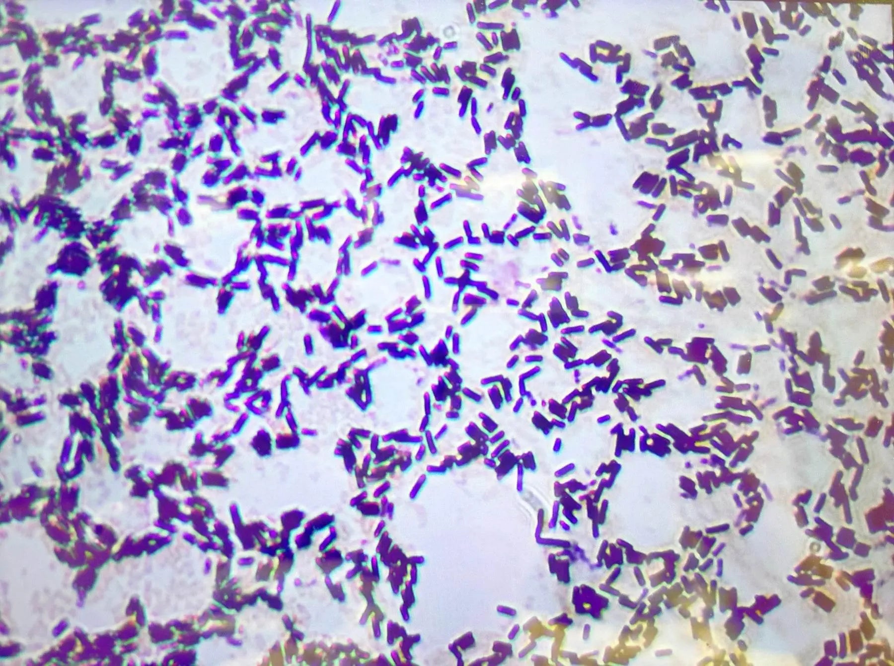 EDVOTEK Biotech Education UNIT Identification and Characterization of Bacteria