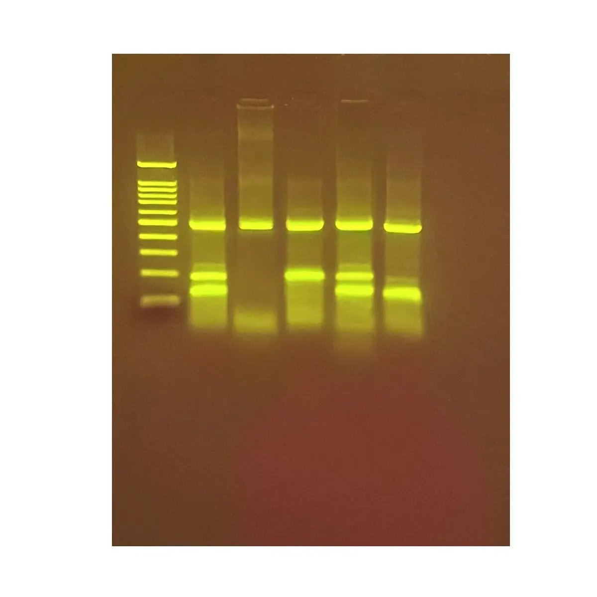 EDVOTEK Biotech Education UNIT Identification of Genetically Modified Foods Using PCR