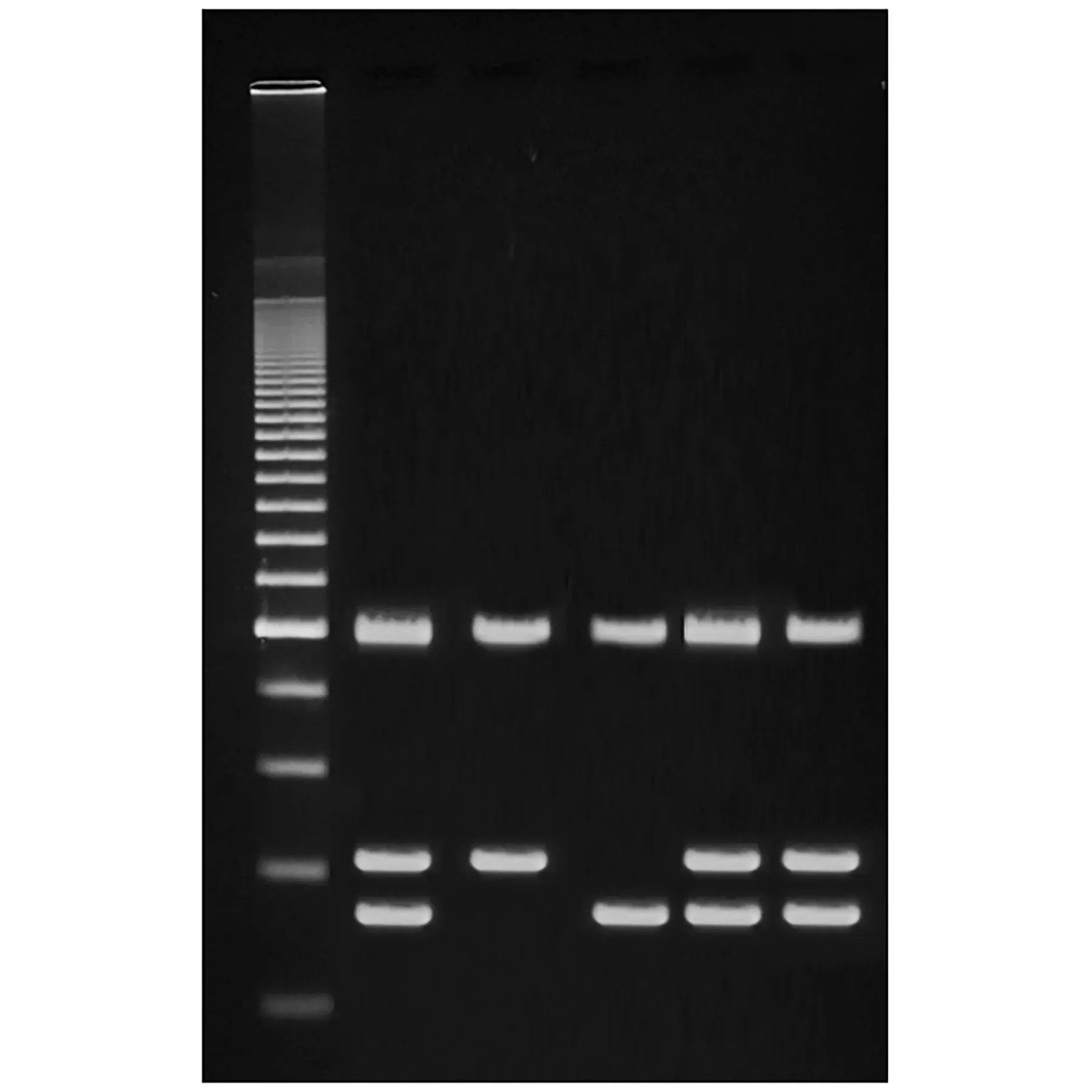 EDVOTEK Identification of Genetically Modified Foods Using PCR Biochemical Test Kit 962