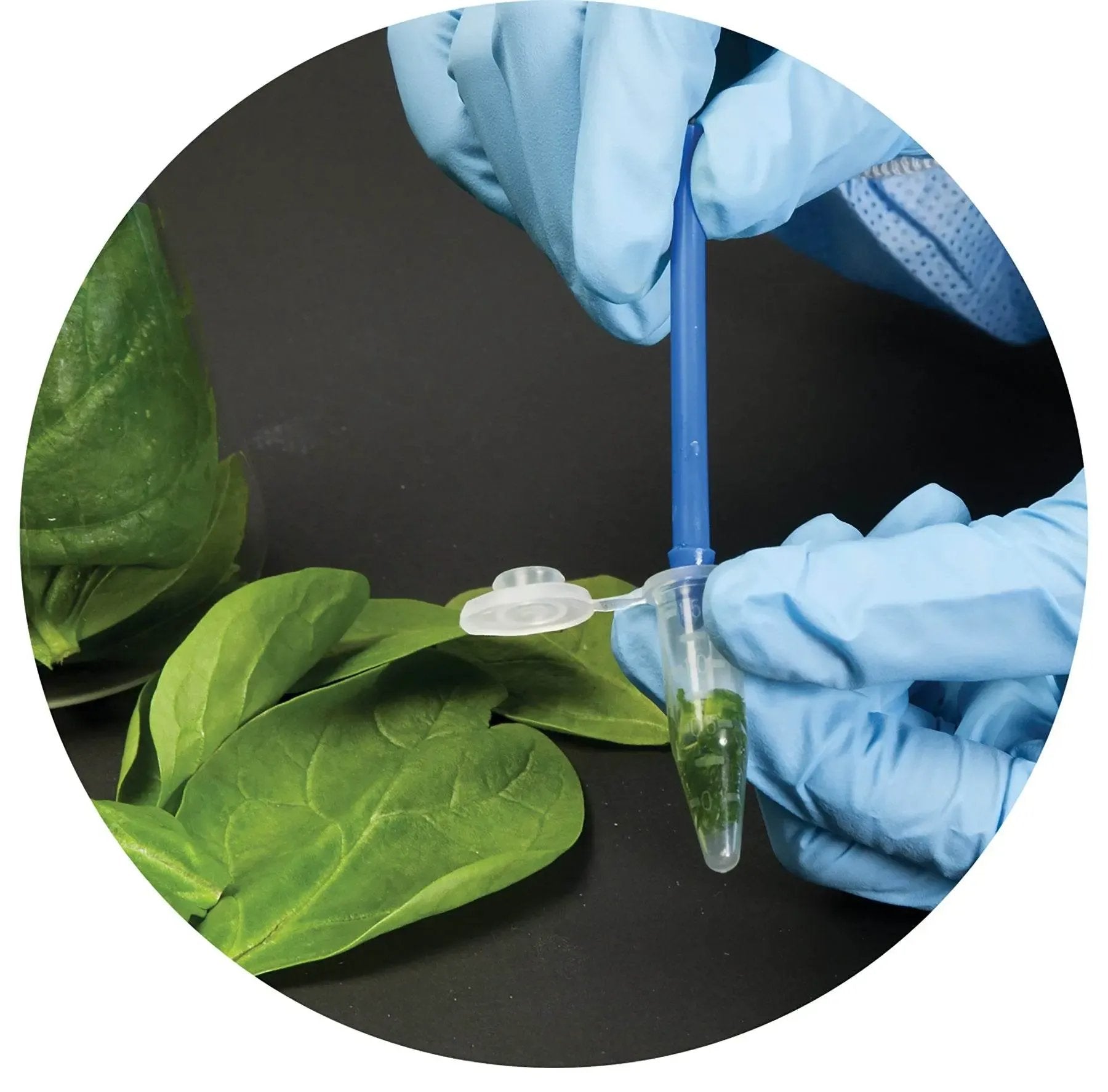 EDVOTEK Biotech Education UNIT Identification of Genetically Modified Foods Using PCR