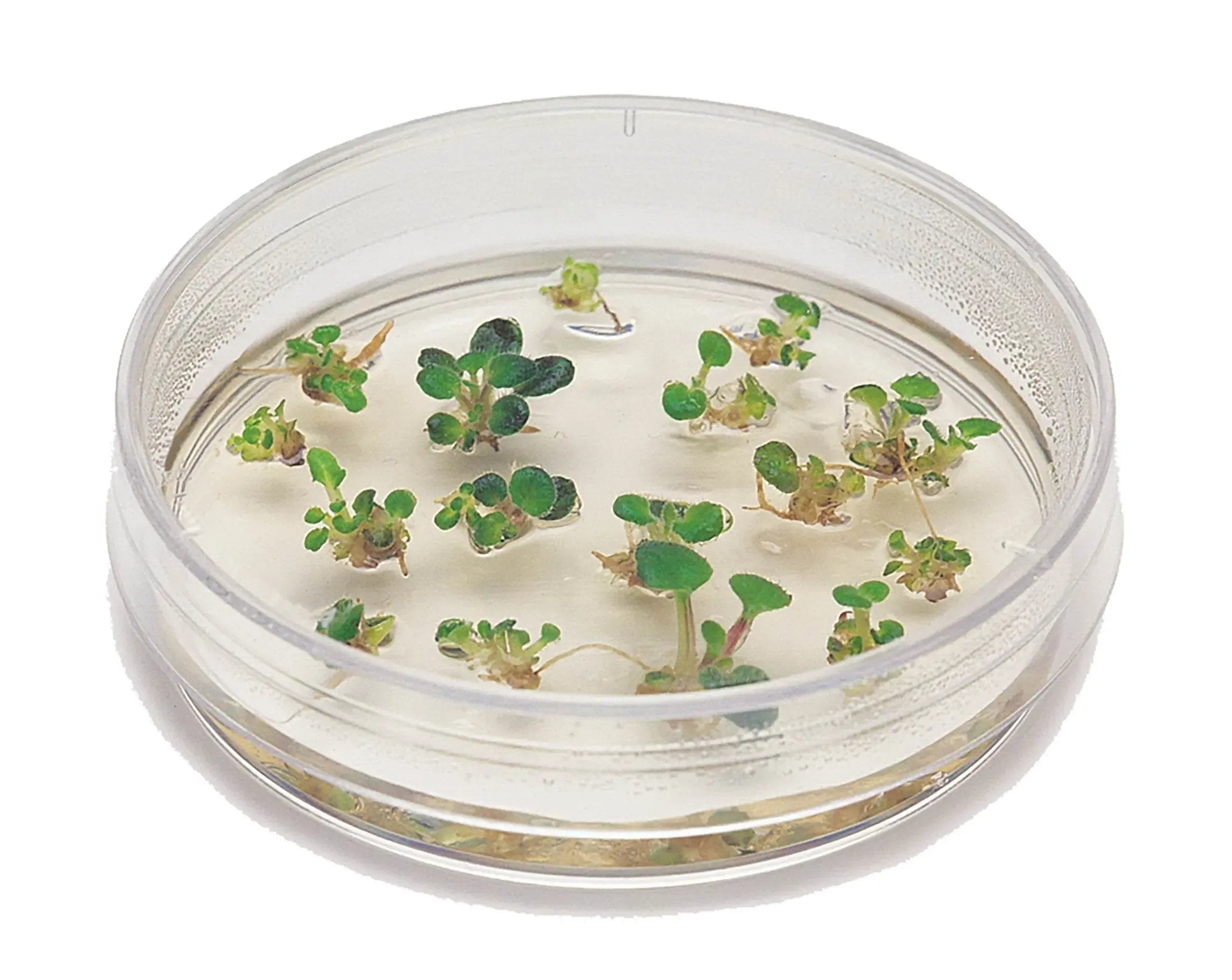 EDVOTEK Biotech Education UNIT Introduction to Plant Cell Culture