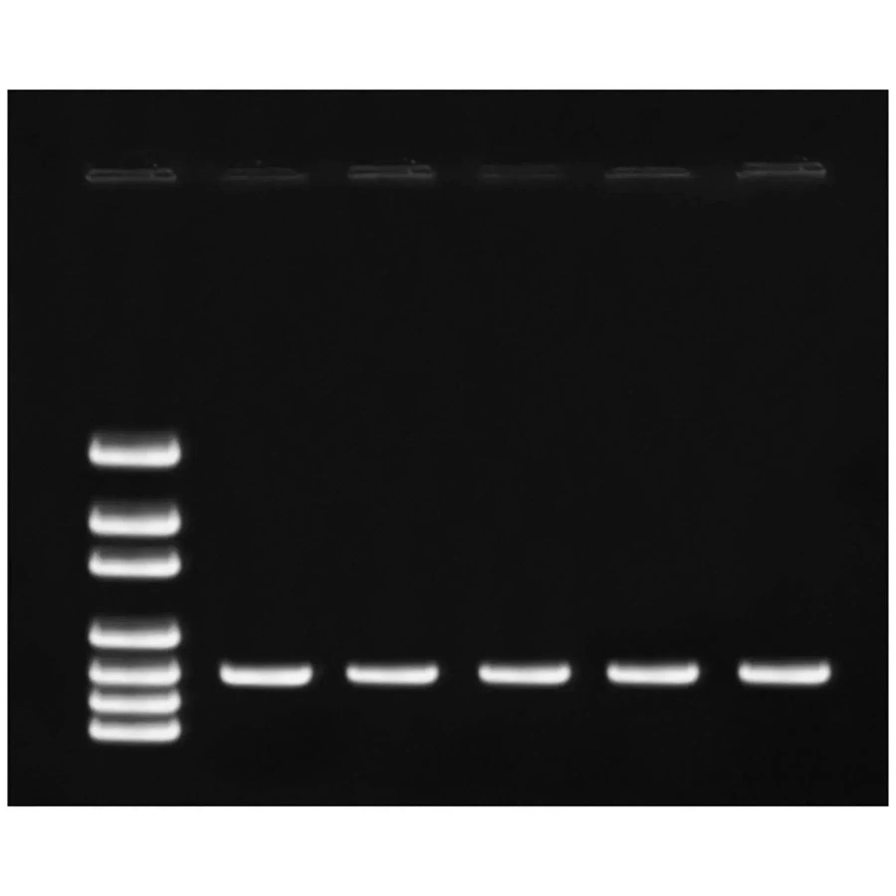 EDVOTEK Biotech Education UNIT Investigating Synthetic Biology