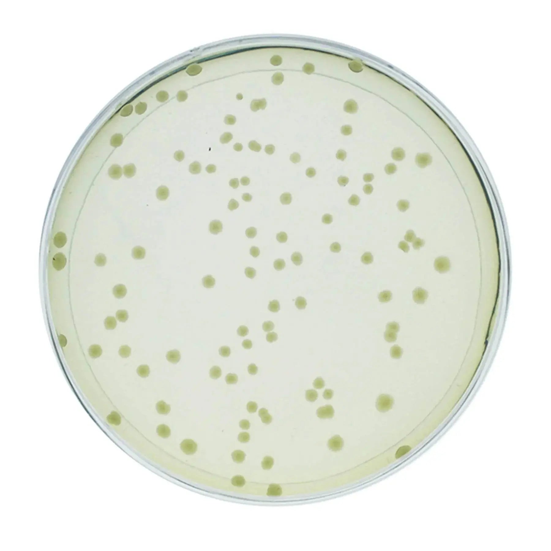 EDVOTEK Biotech Education UNIT Investigating Synthetic Biology