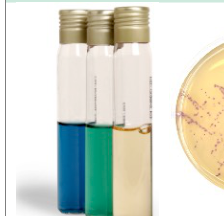 Liofilchem MIDDLEBROOK 7H10 Agar Culture Media 30368 - 10 mL
