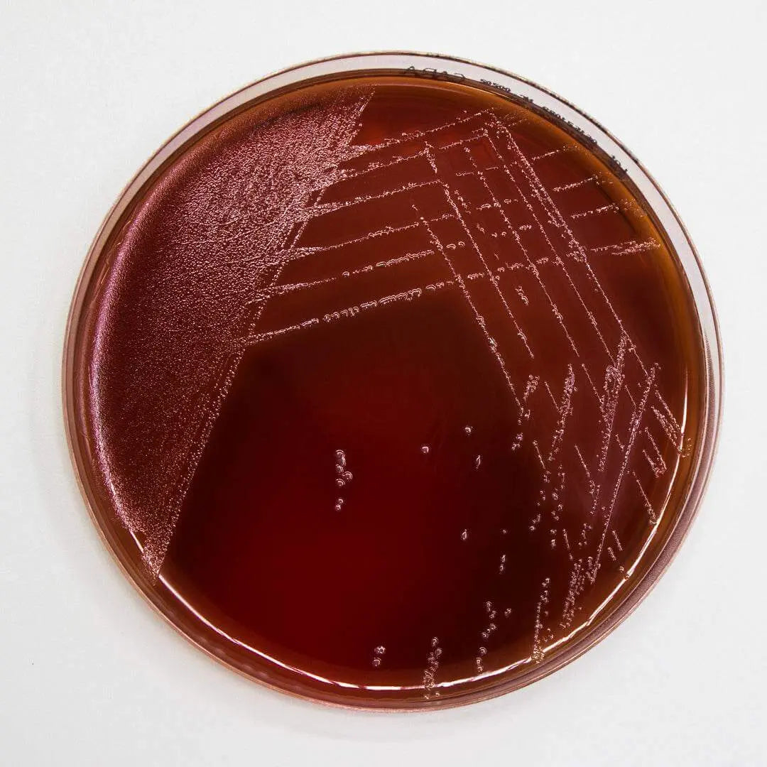 Liofilchem M.S.R.V. Agar Culture Media 10049