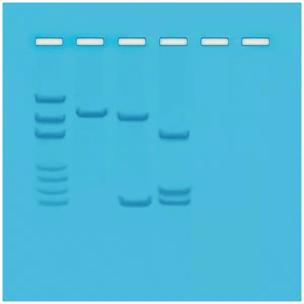 EDVOTEK Biotech Education UNIT Mapping of Restriction Sites on Plasmid DNA