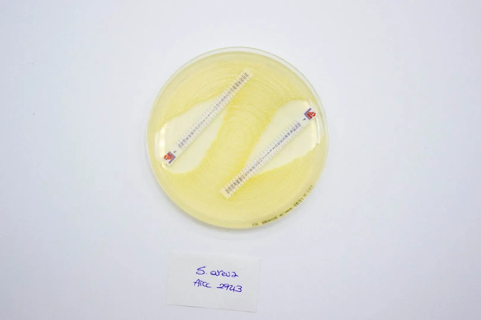 Liofilchem Mueller Hinton II Agar Culture Media 10231