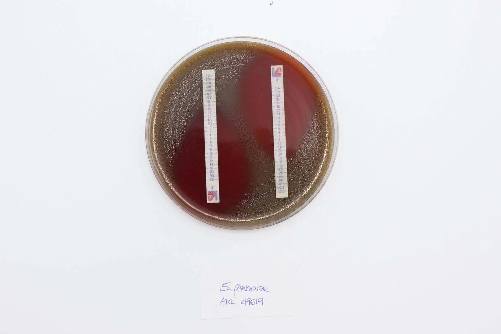 Liofilchem Mueller Hinton II Agar (Sheep Blood 5%) Culture Media 10131