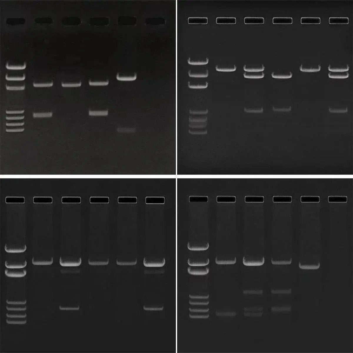 EDVOTEK Biotech Education UNIT MyLab™ Electrophroesis Sampler Kit