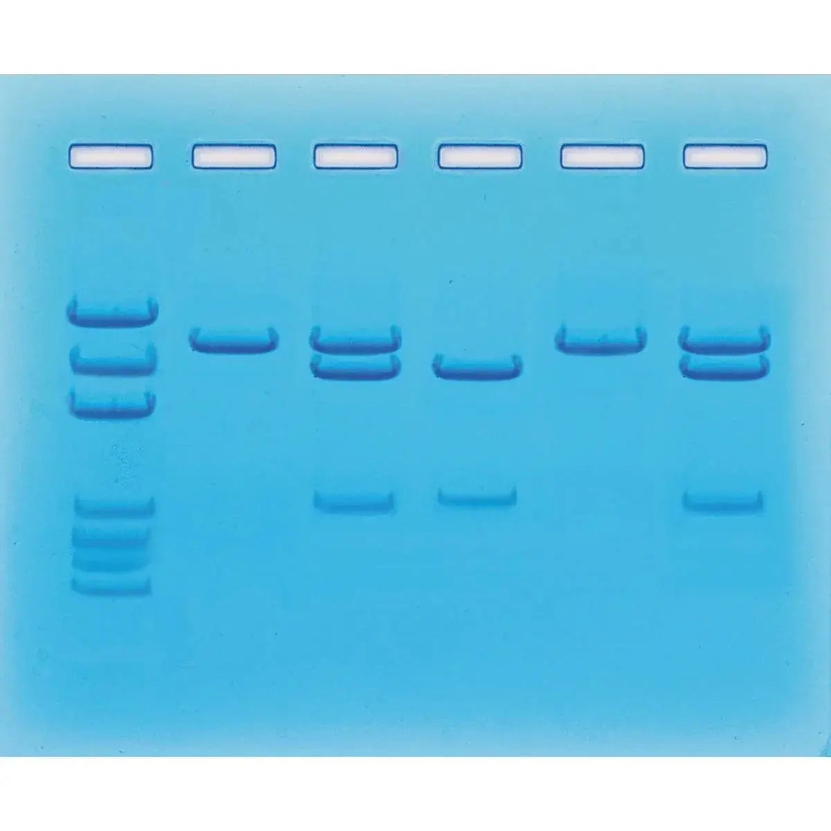 EDVOTEK Biotech Education UNIT Nucleic Acid Testing for COVID-19
