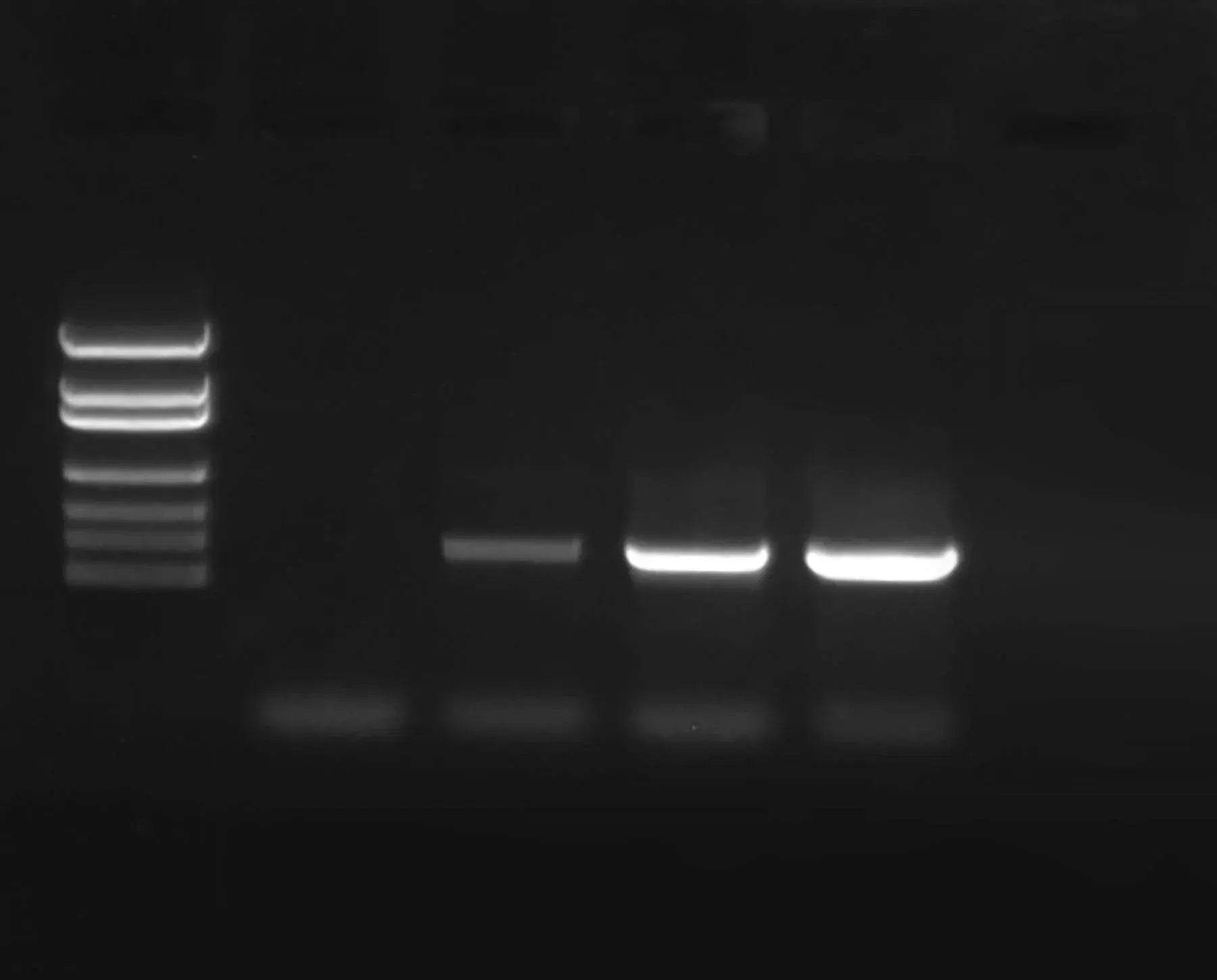 EDVOTEK Biotech Education UNIT PCR Amplification of DNA
