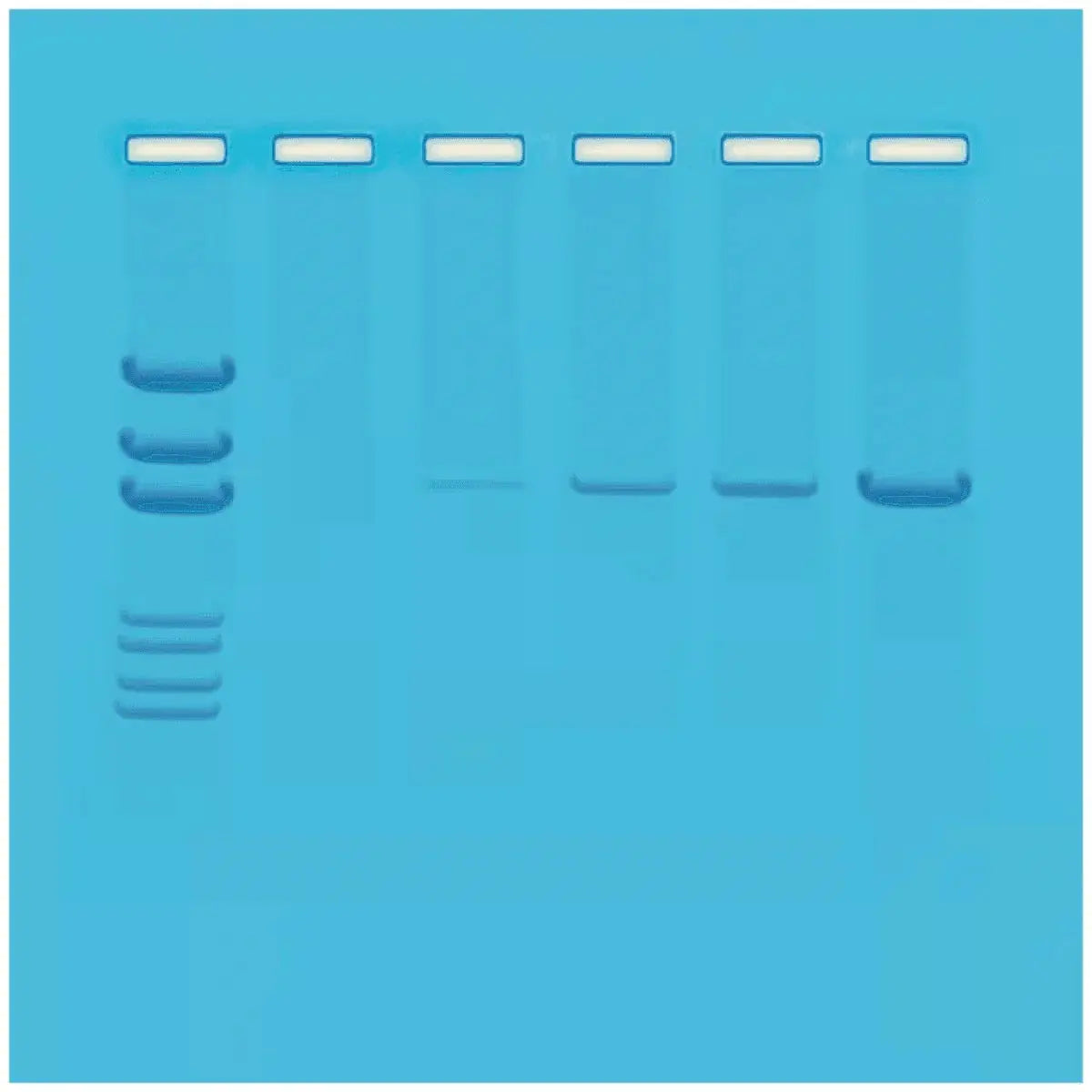 EDVOTEK Biotech Education UNIT Principles of PCR