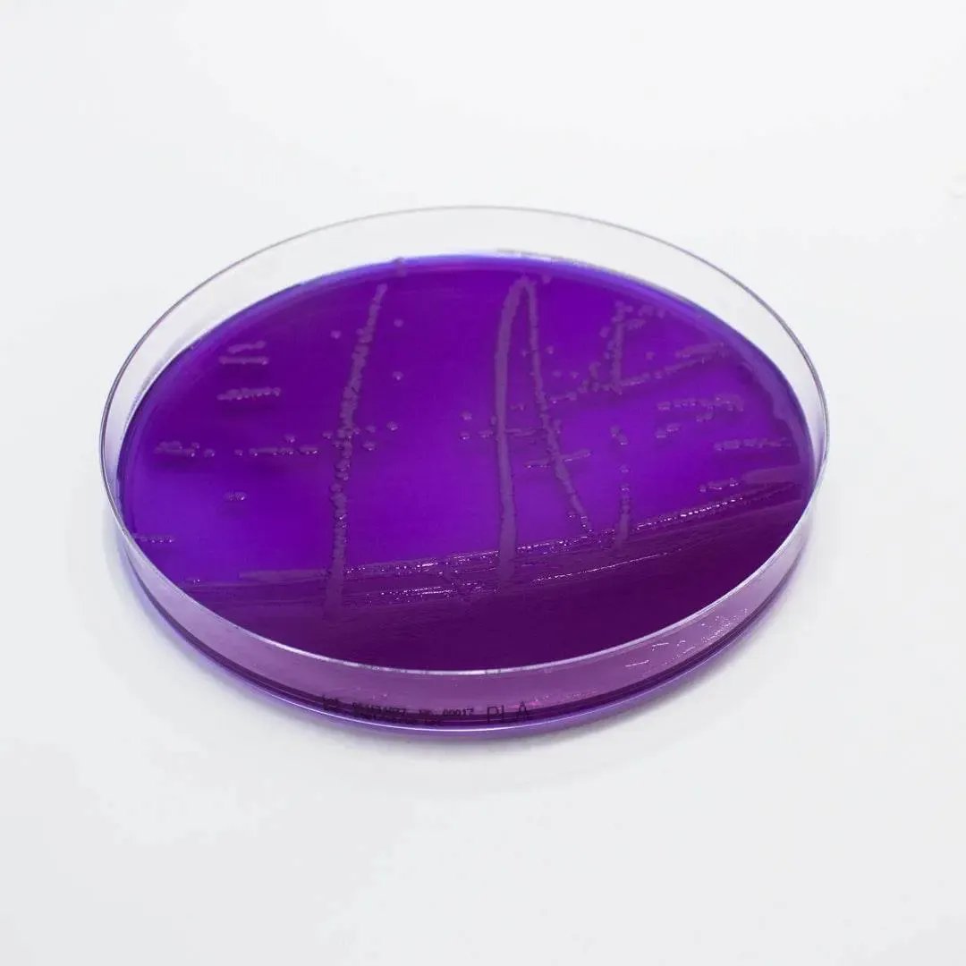 Liofilchem Purple Lactose Agar Culture Media 10249