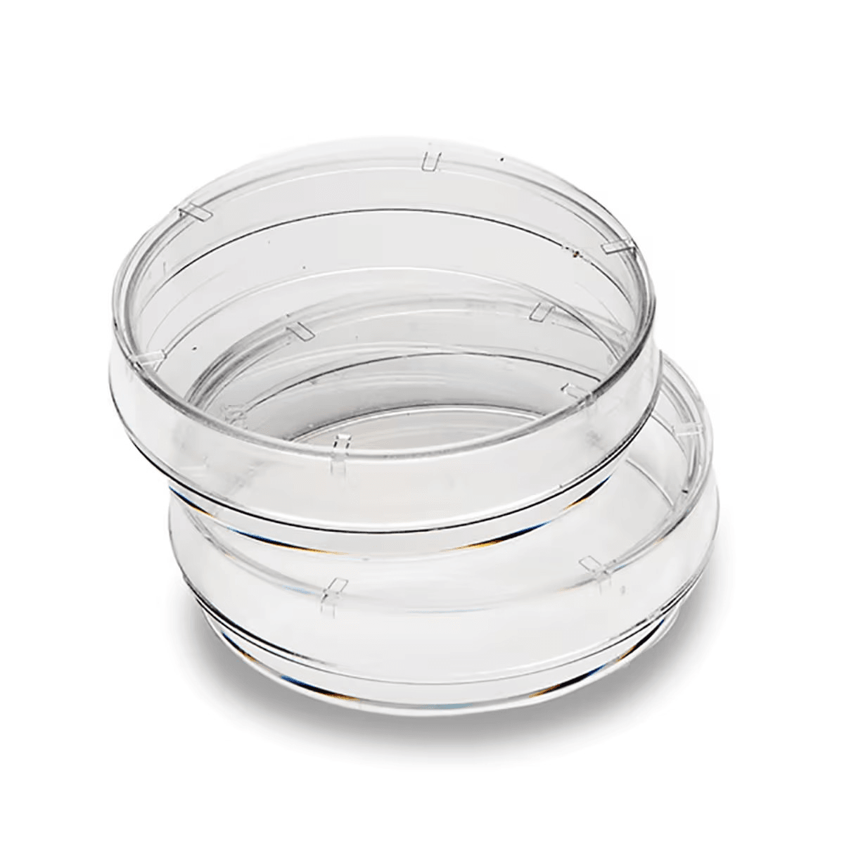 Small Petri Plates, 60 x 15 mm (Pack of 20) - Kormay Biomedicals store