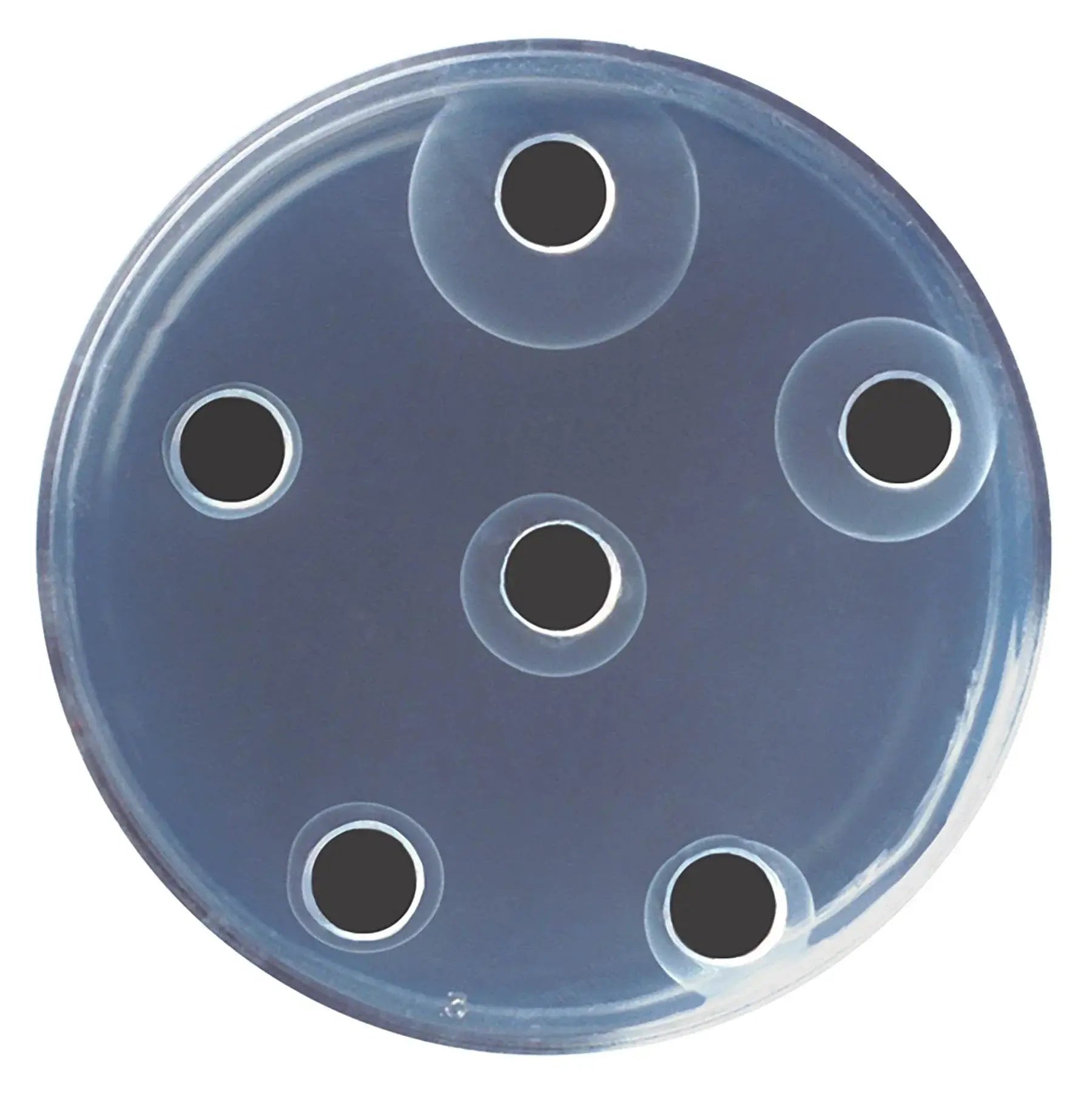 EDVOTEK Biotech Education UNIT Radial Immunodiffusion