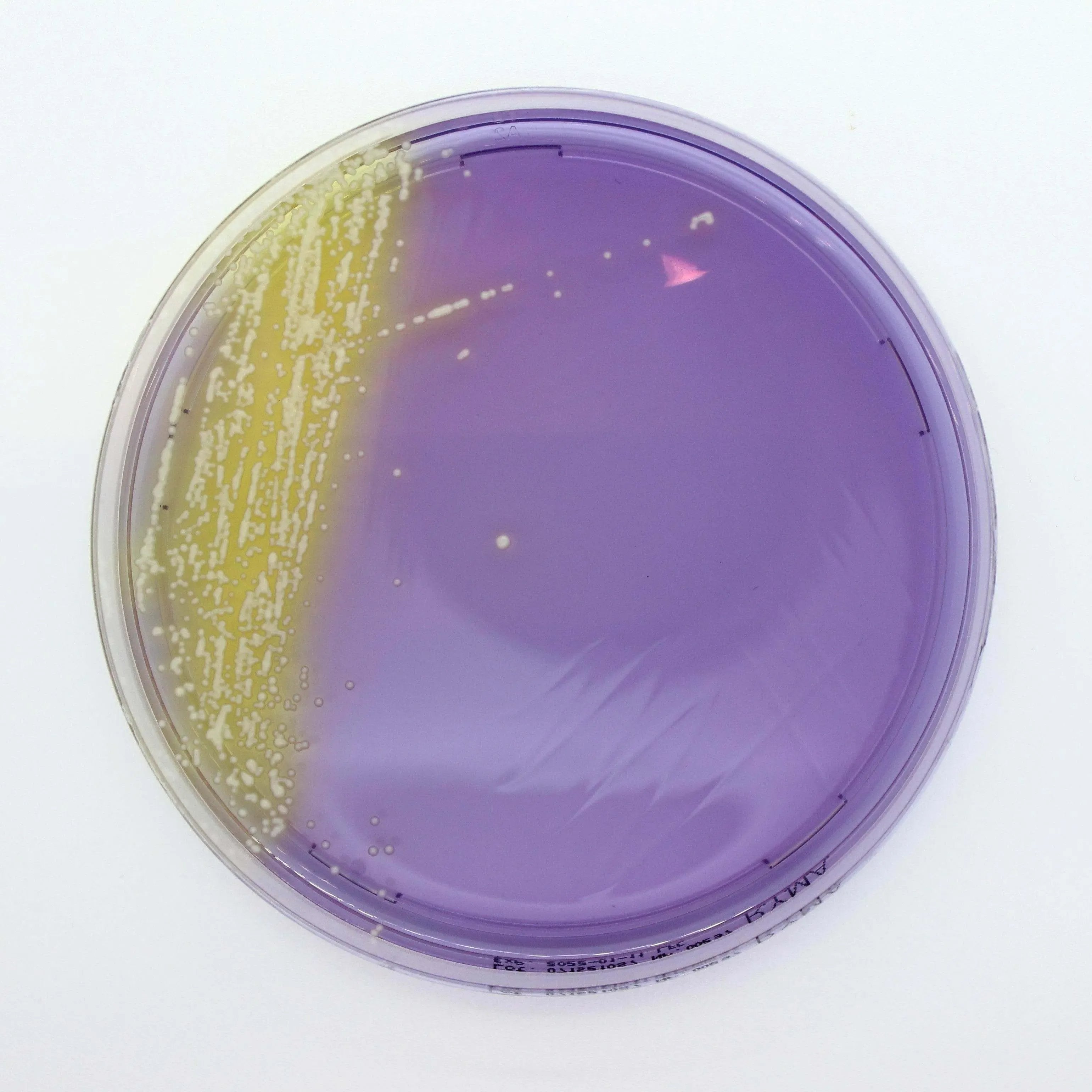Liofilchem Rapid Y/M Agar Culture Media 10456