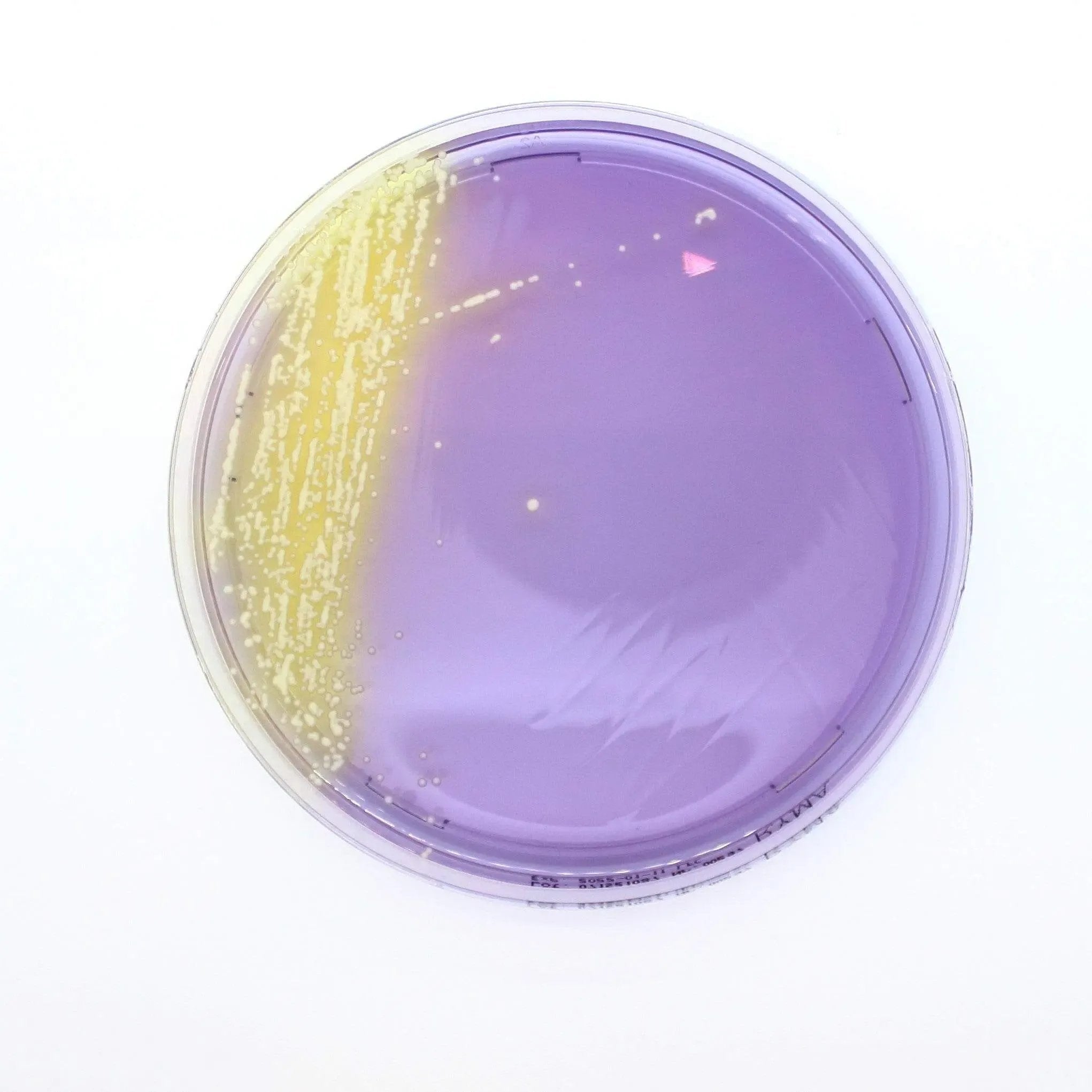 Liofilchem Rapid Y/M Agar Culture Media 10456