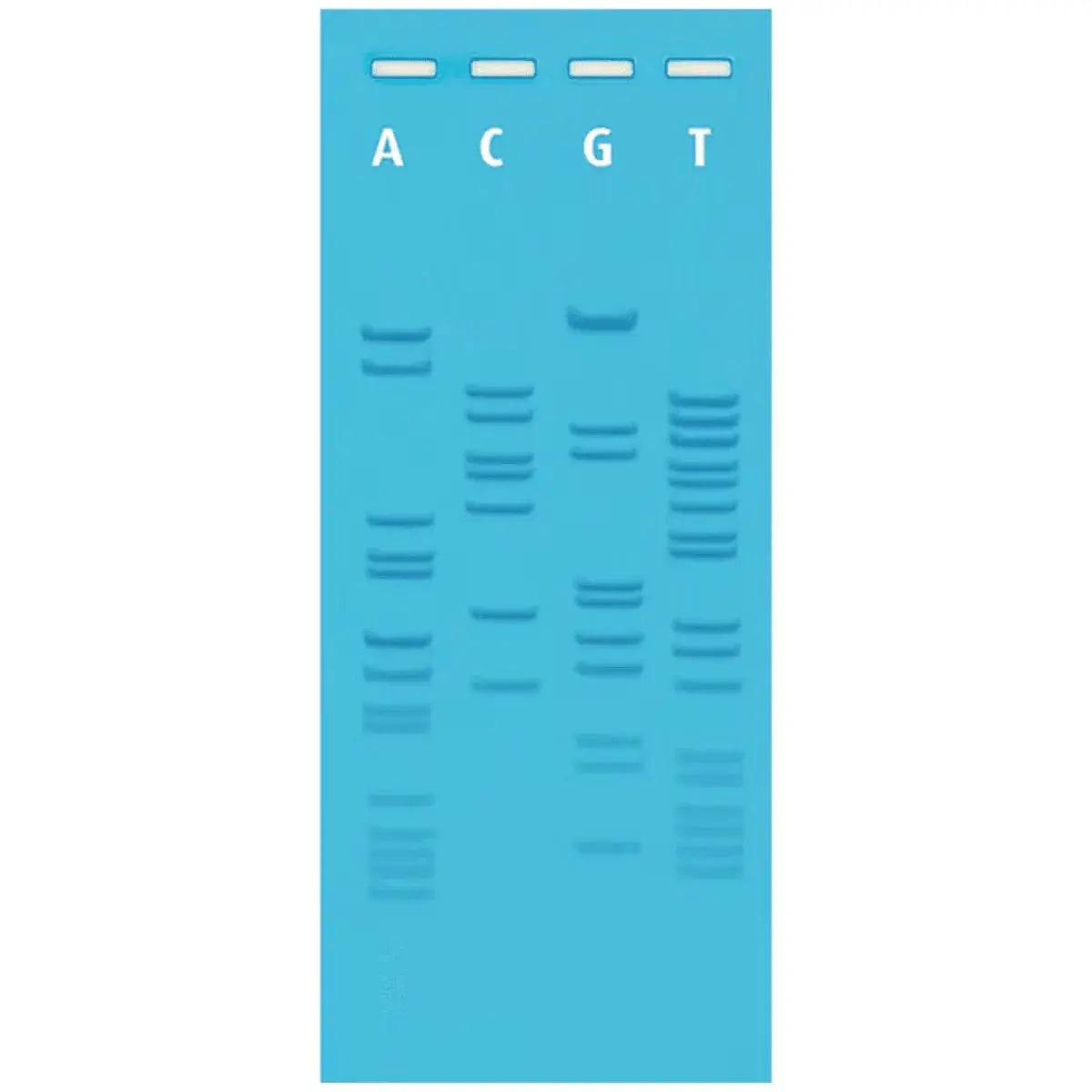 EDVOTEK Biotech Education UNIT Ready-to-Load DNA Sequencing