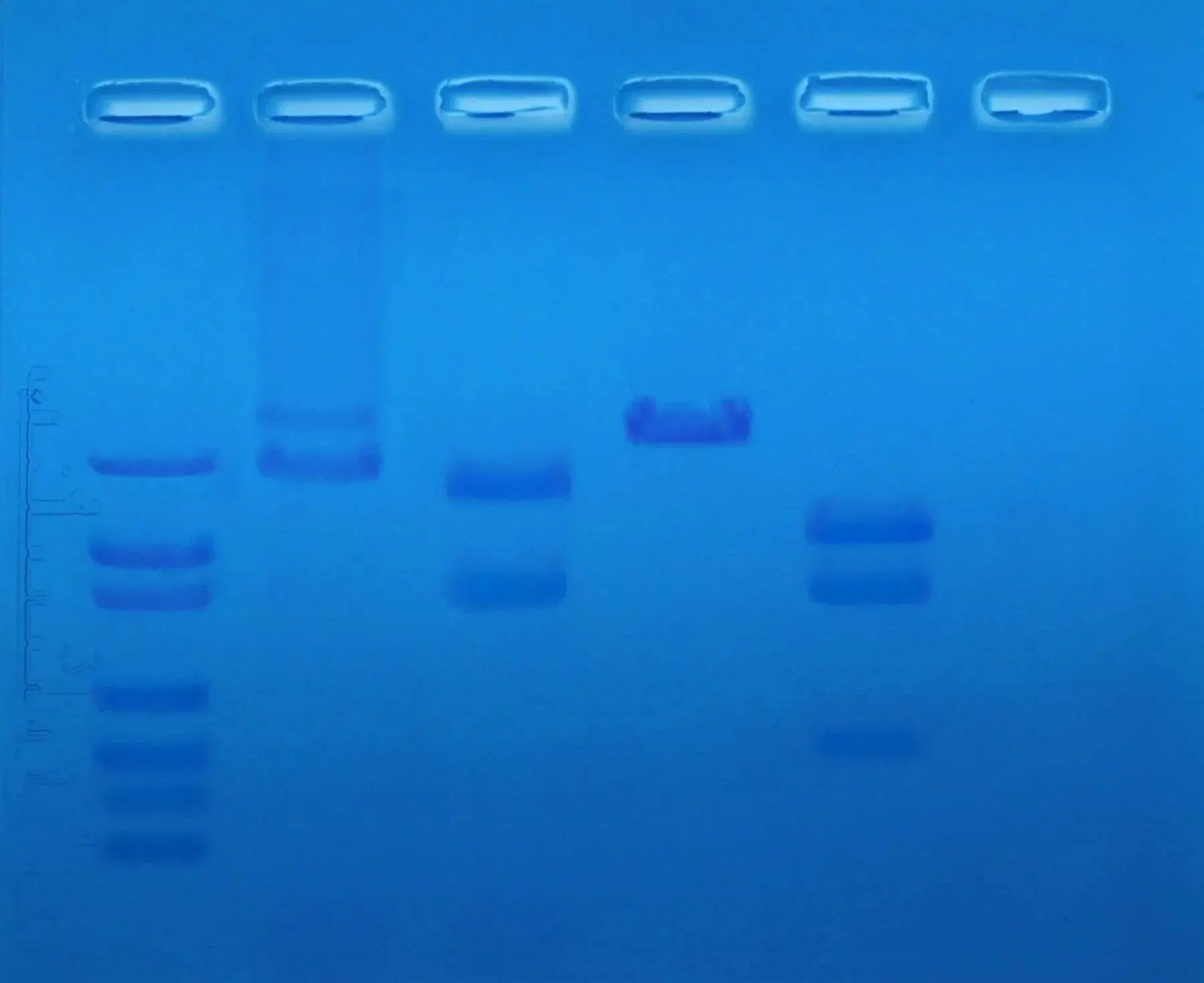 EDVOTEK Biotech Education UNIT Restriction Enzyme Mapping