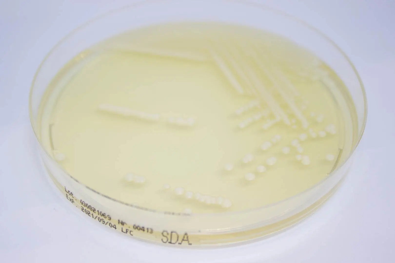 Liofilchem Sabouraud Dextrose Agar ready-to-use plates Culture Media 163402
