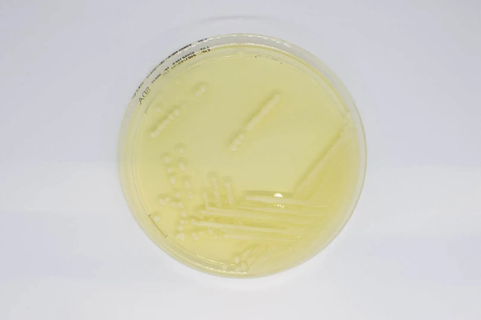 Liofilchem Sabouraud Dextrose Agar ready-to-use plates Culture Media 163402