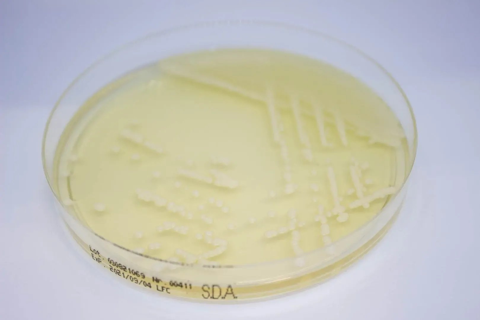 Liofilchem Sabouraud Dextrose Agar ready-to-use plates Culture Media 163402