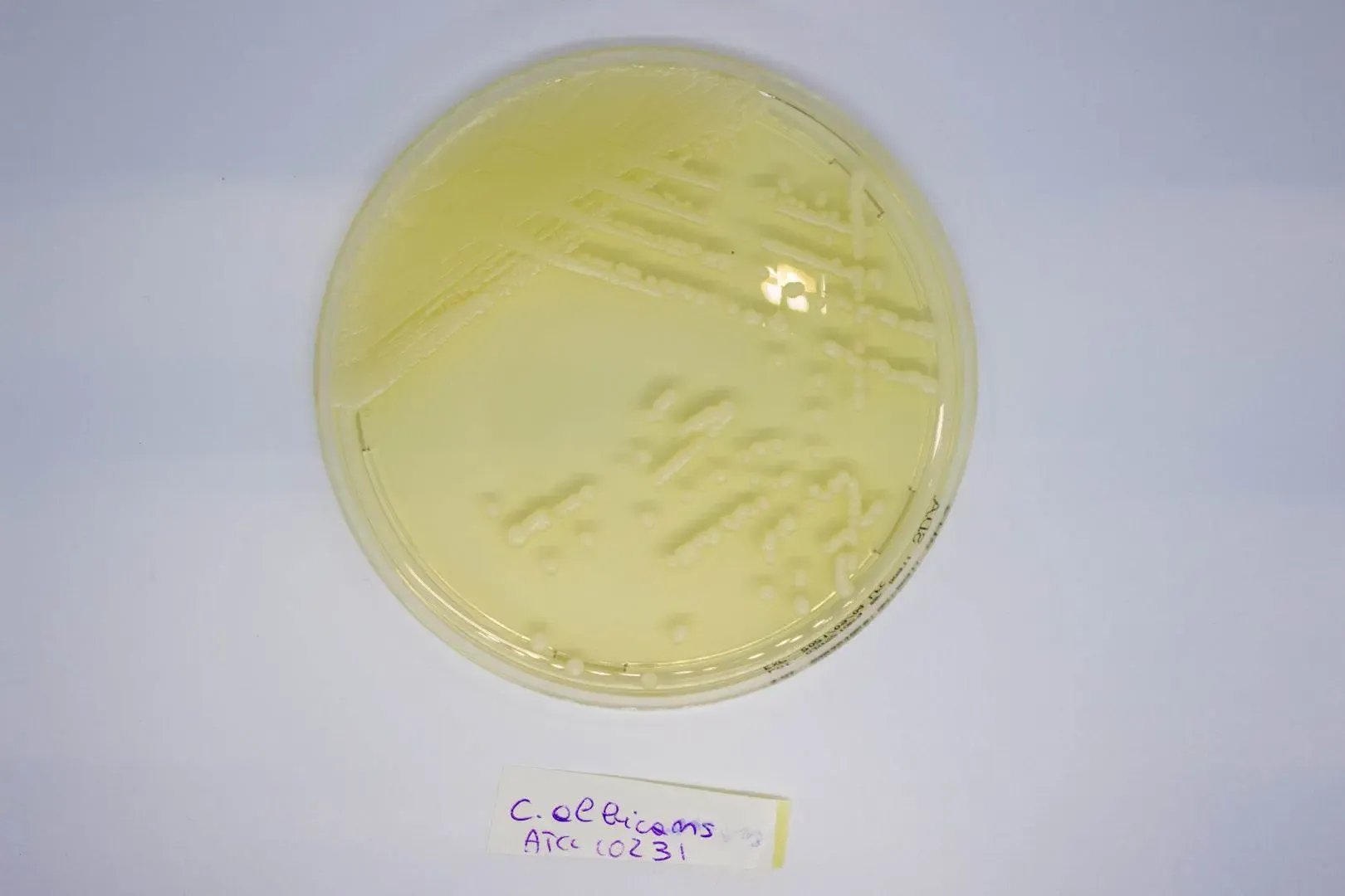 Liofilchem Sabouraud Dextrose Agar ready-to-use plates Culture Media 163402
