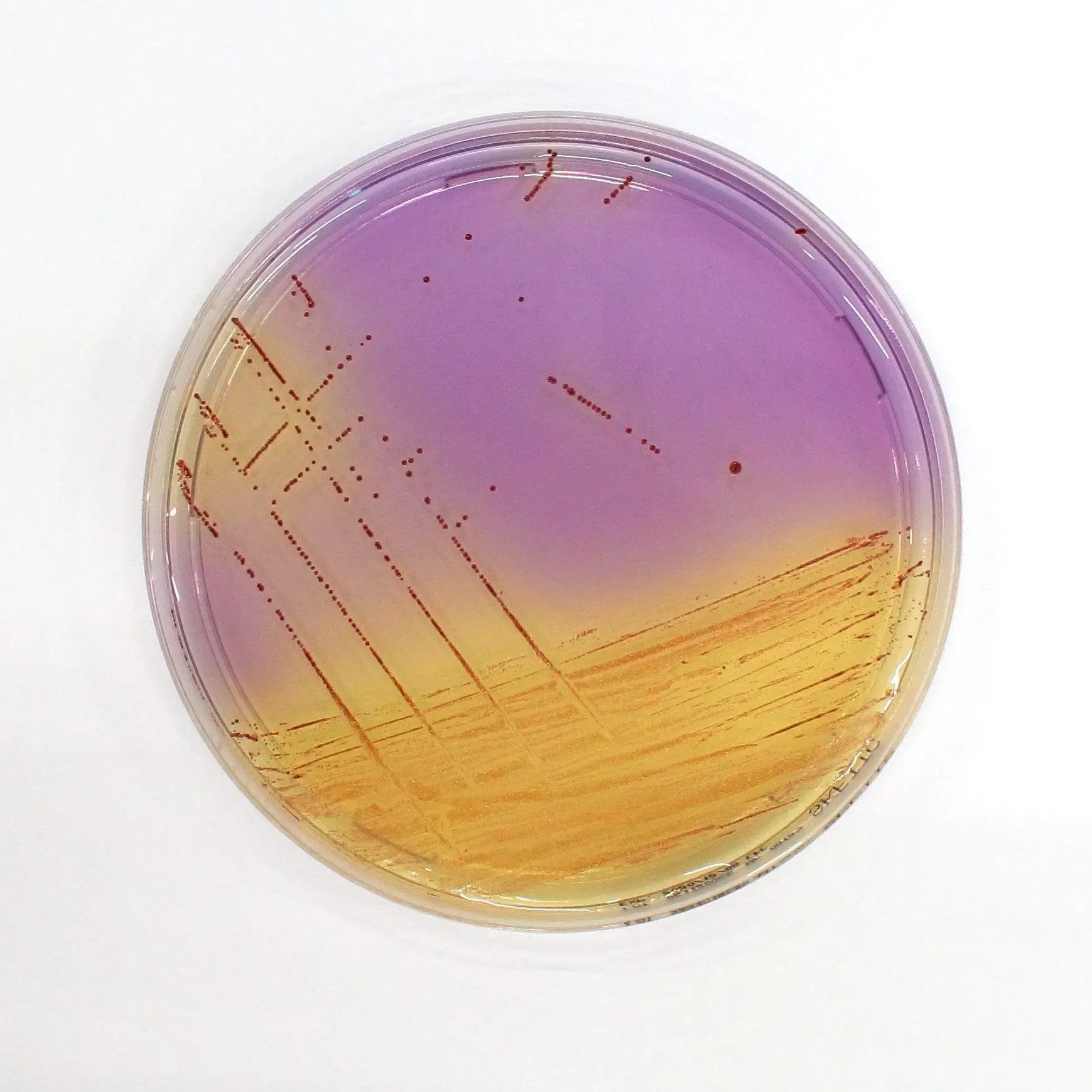 Liofilchem Streptococcal KF+TTC Agar Culture Media 10038