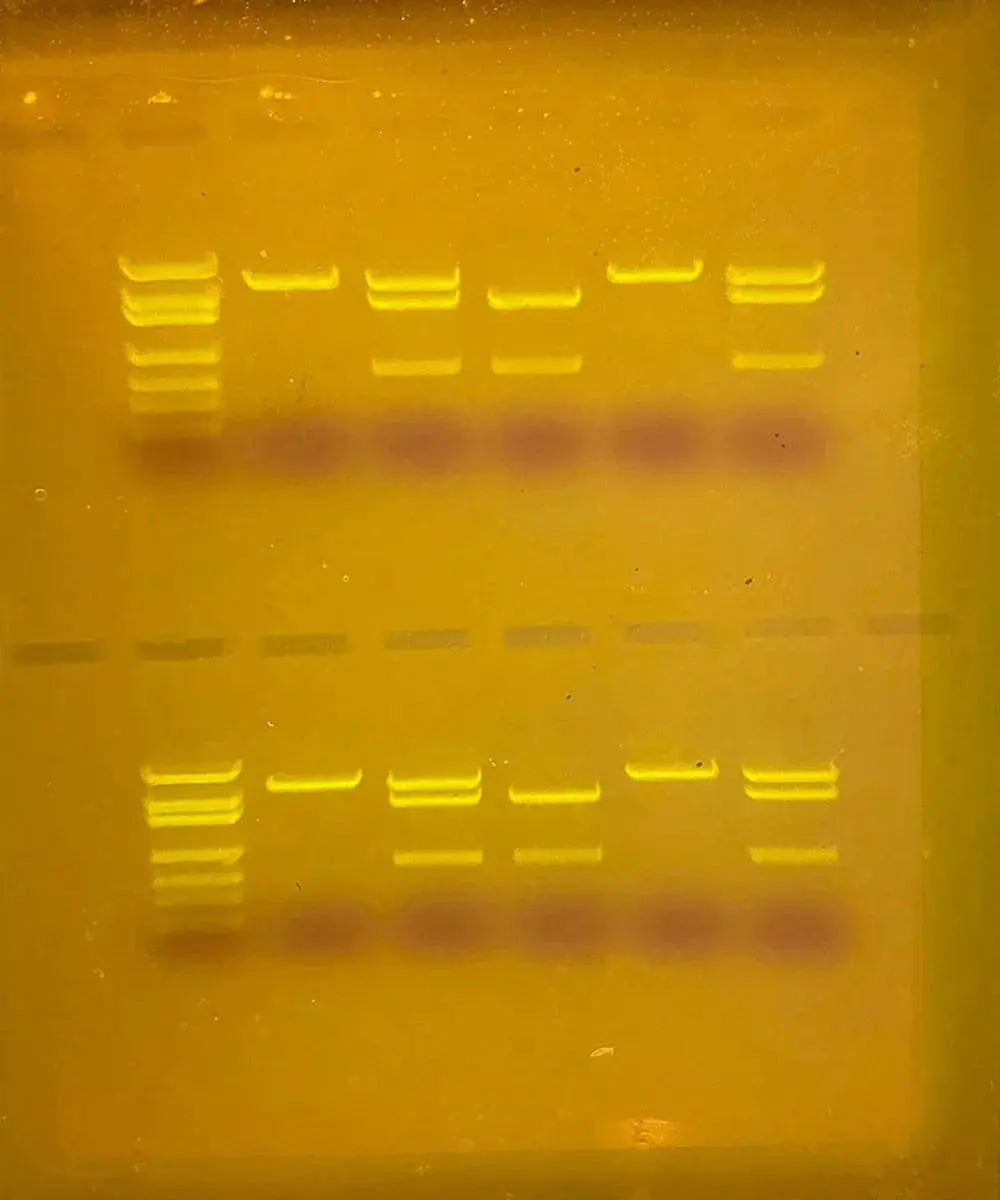 EDVOTEK Biotech Education UNIT SYBR® Safe DNA Stain