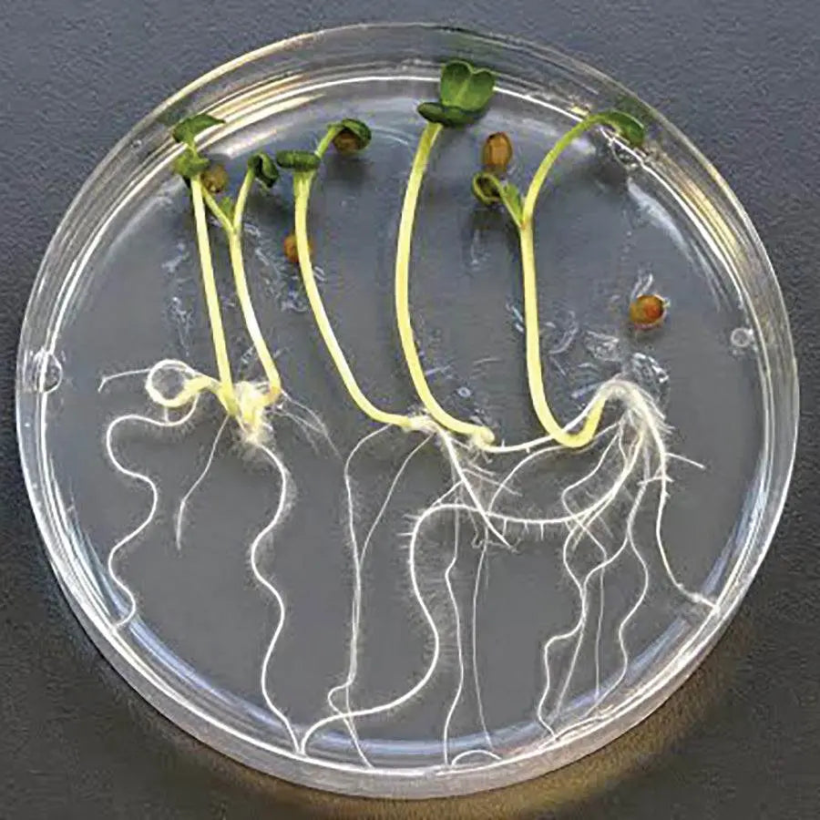 EDVOTEK Biotech Education UNIT The Dose Makes The Poison: Testing The Environmental Impacts of Pollutants