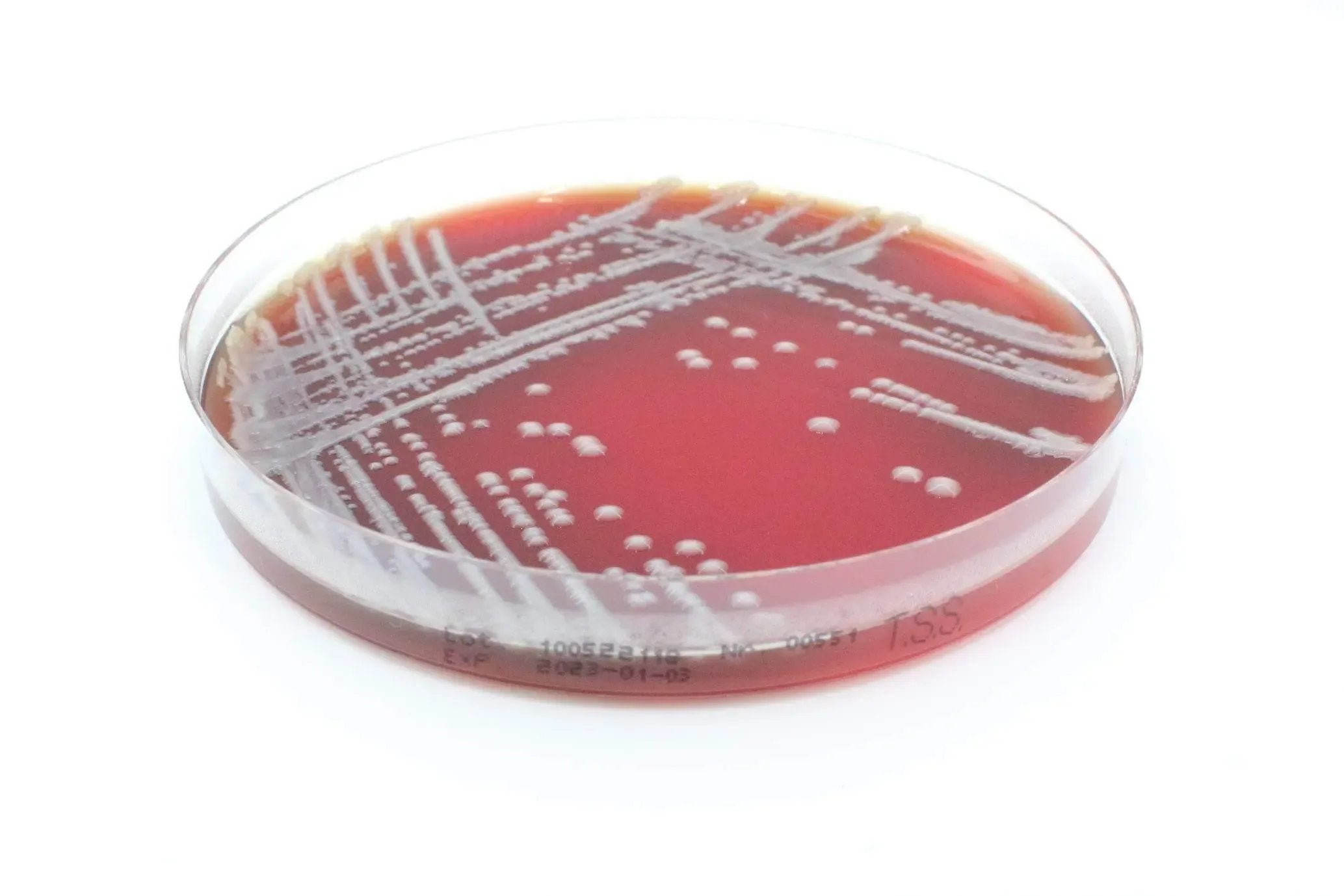 Liofilchem Tryptic Soy Agar (Sheep Blood 5%) Culture Media 11037