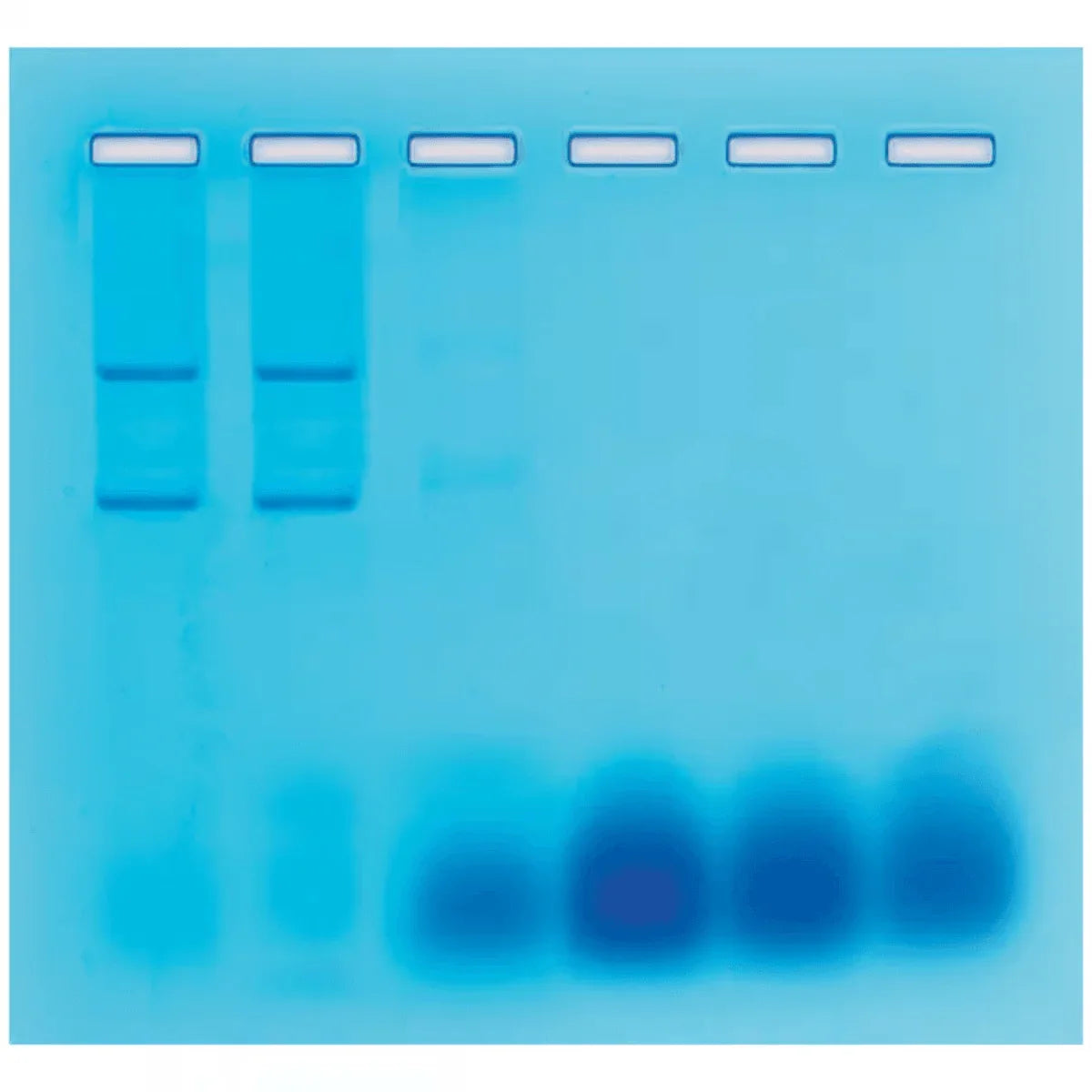 Separation of RNA and DNA by Gel Filtration Chromatography - Kormay Biomedicals store