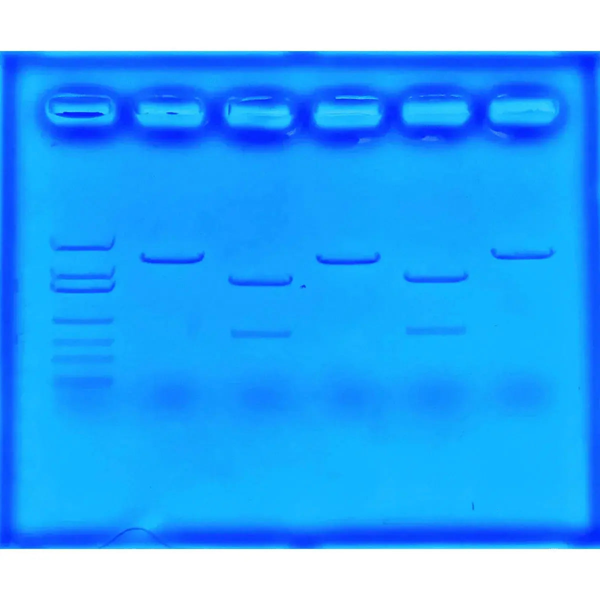 EDVOTEK Biotech Education UNIT Using CRISPR to Treat Cystic Fibrosis