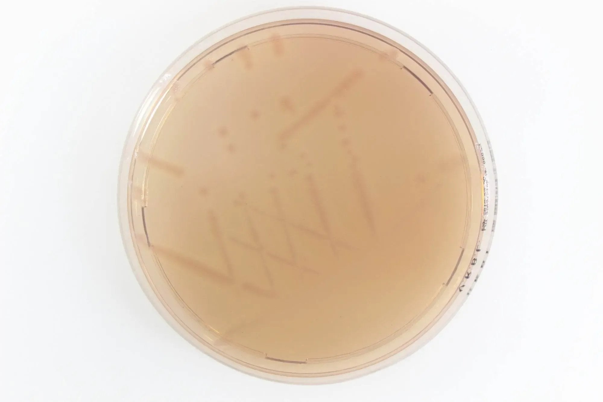 Liofilchem Violet Red Bile Lactose Agar Culture Media 610058