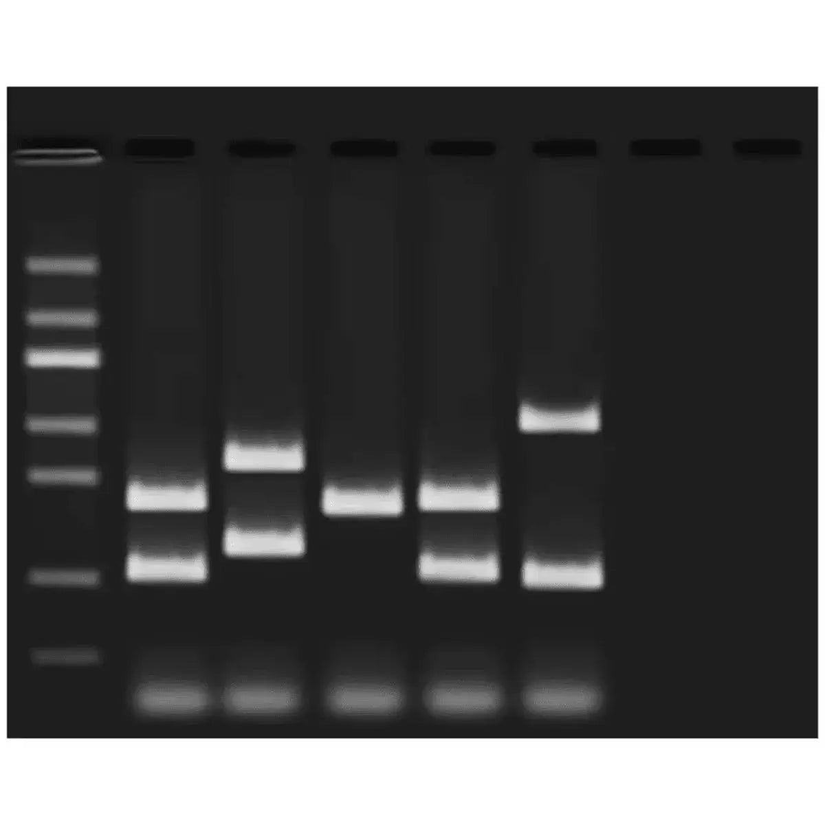 EDVOTEK Biotech Education UNIT VNTR Human DNA Typing Using PCR