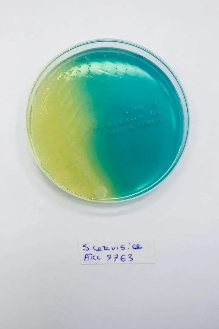 Liofilchem WL NUTRIENT Agar Culture Media 610234