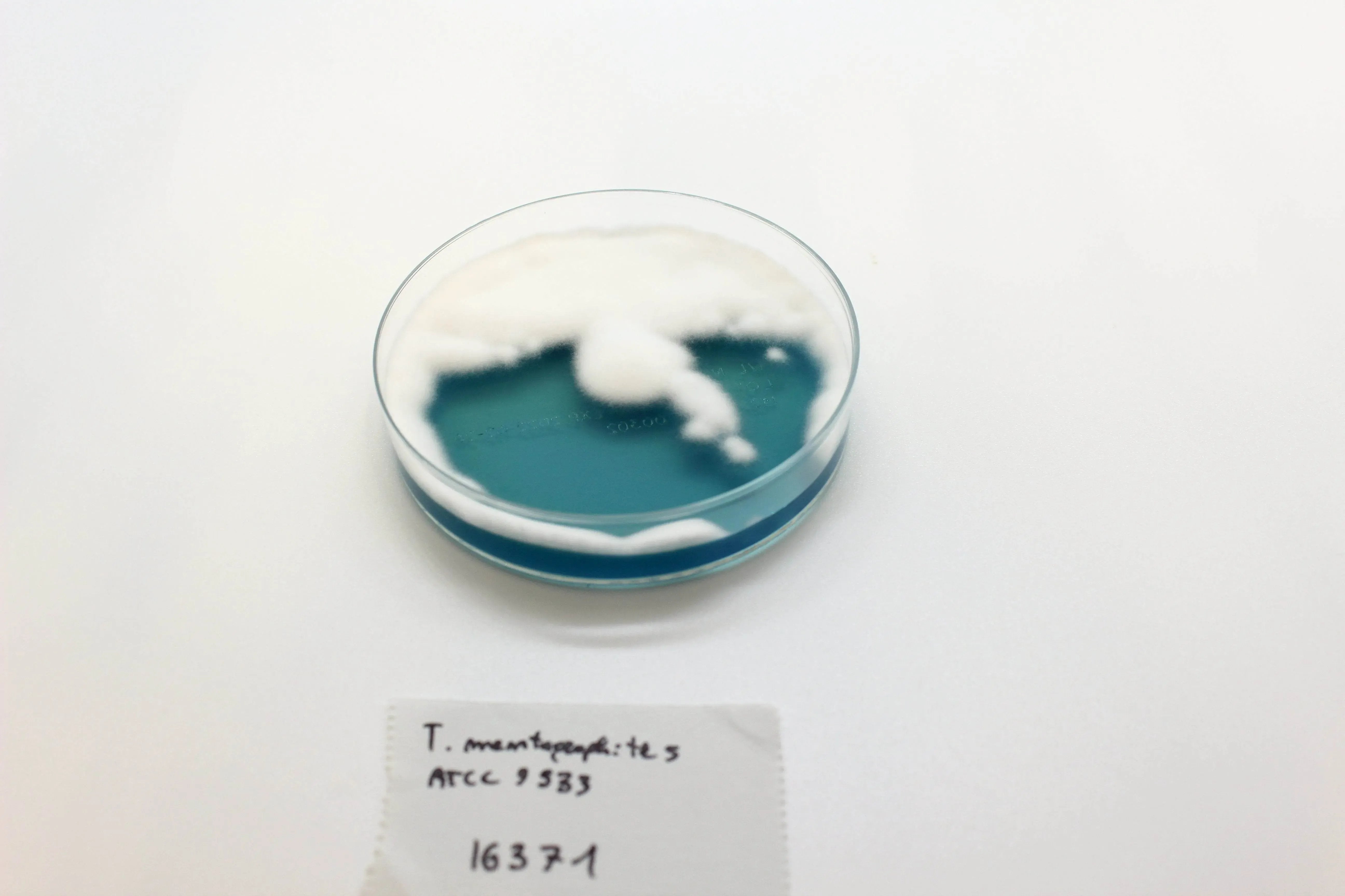 Liofilchem WL NUTRIENT Agar Culture Media 610234