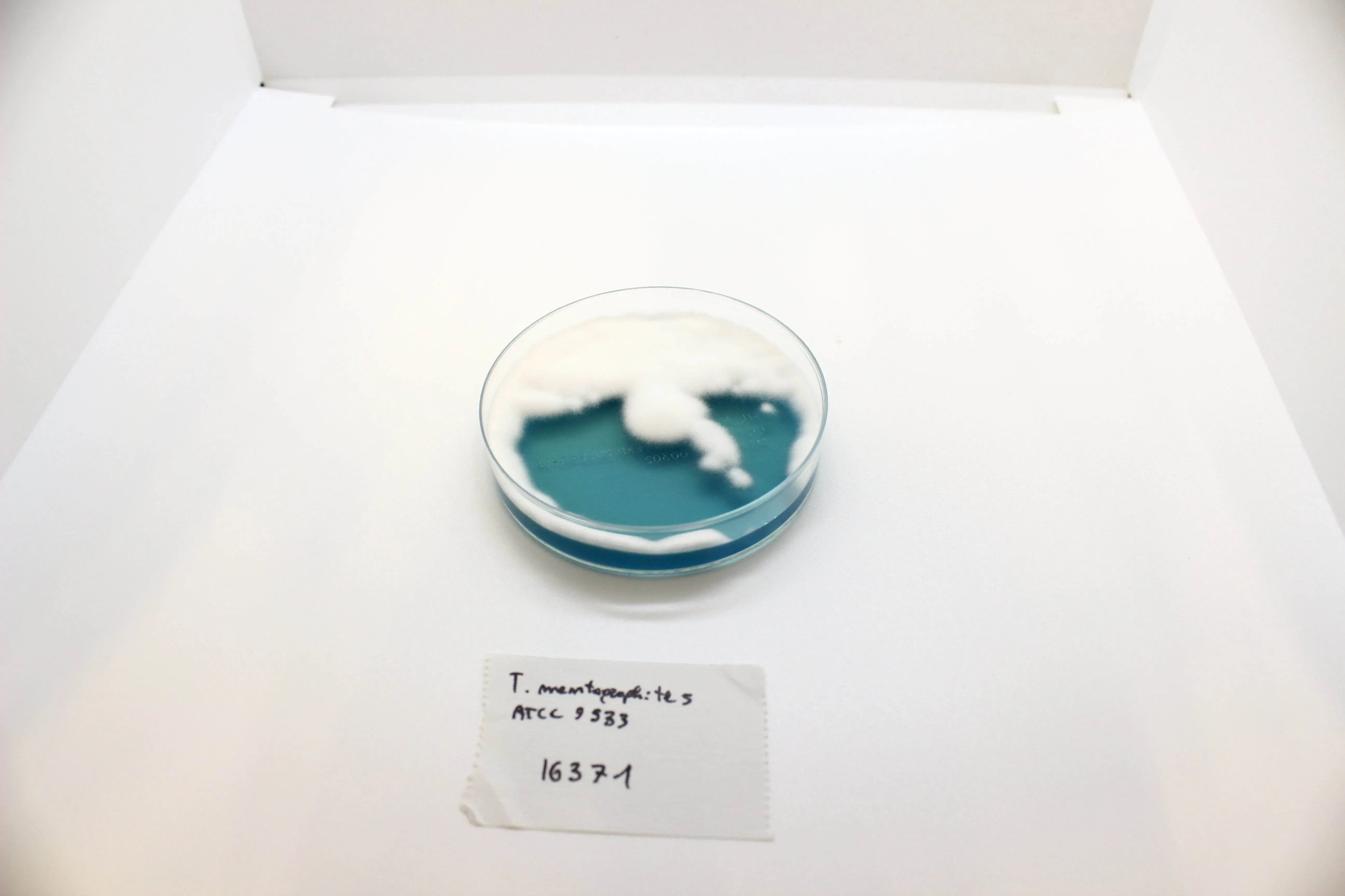 Liofilchem WL NUTRIENT Agar Culture Media 610234