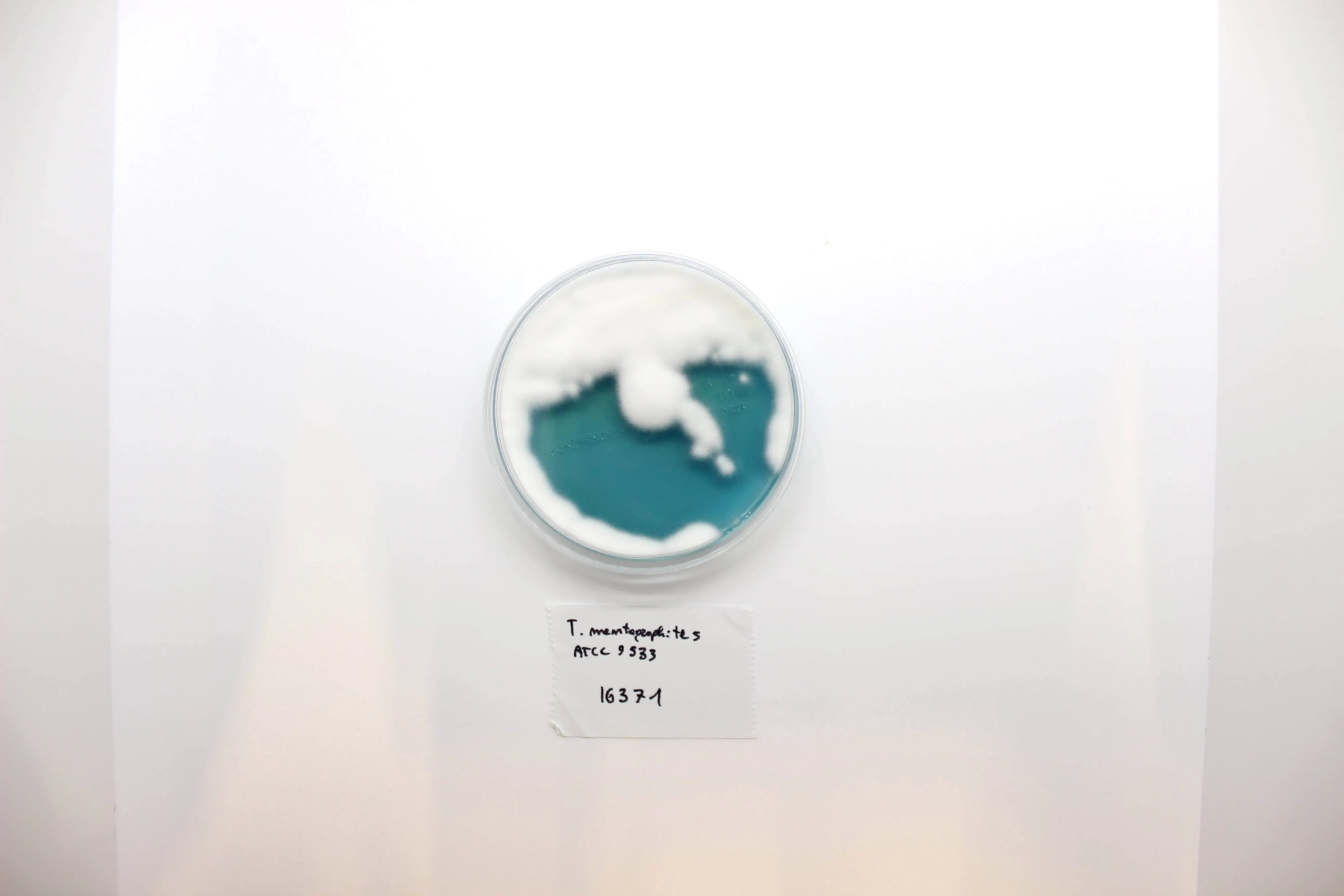 Liofilchem WL NUTRIENT Agar Culture Media 610234