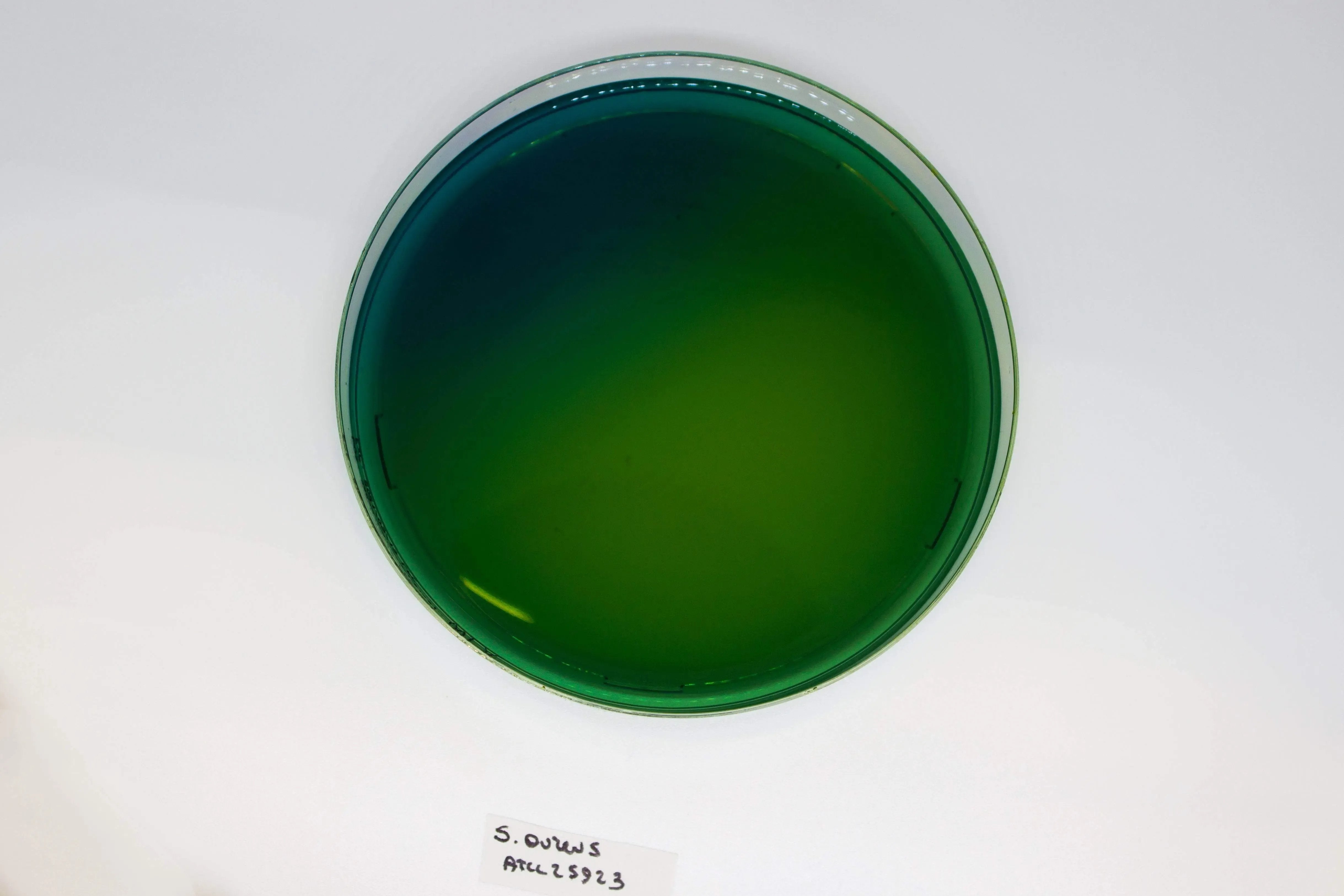 Liofilchem WURTZ Lactose Agar Culture Media 10054
