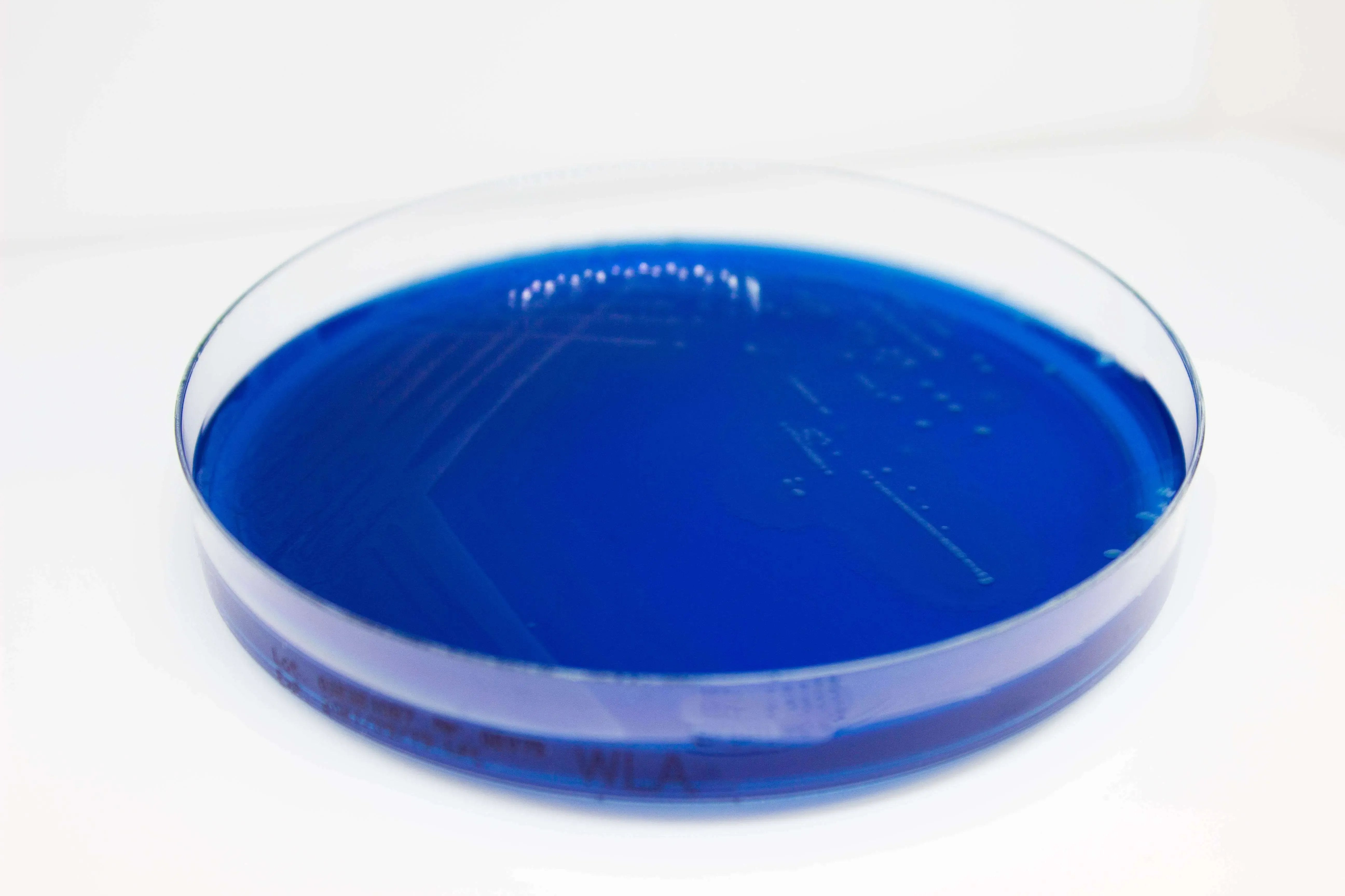 Liofilchem WURTZ Lactose Agar Culture Media 10054