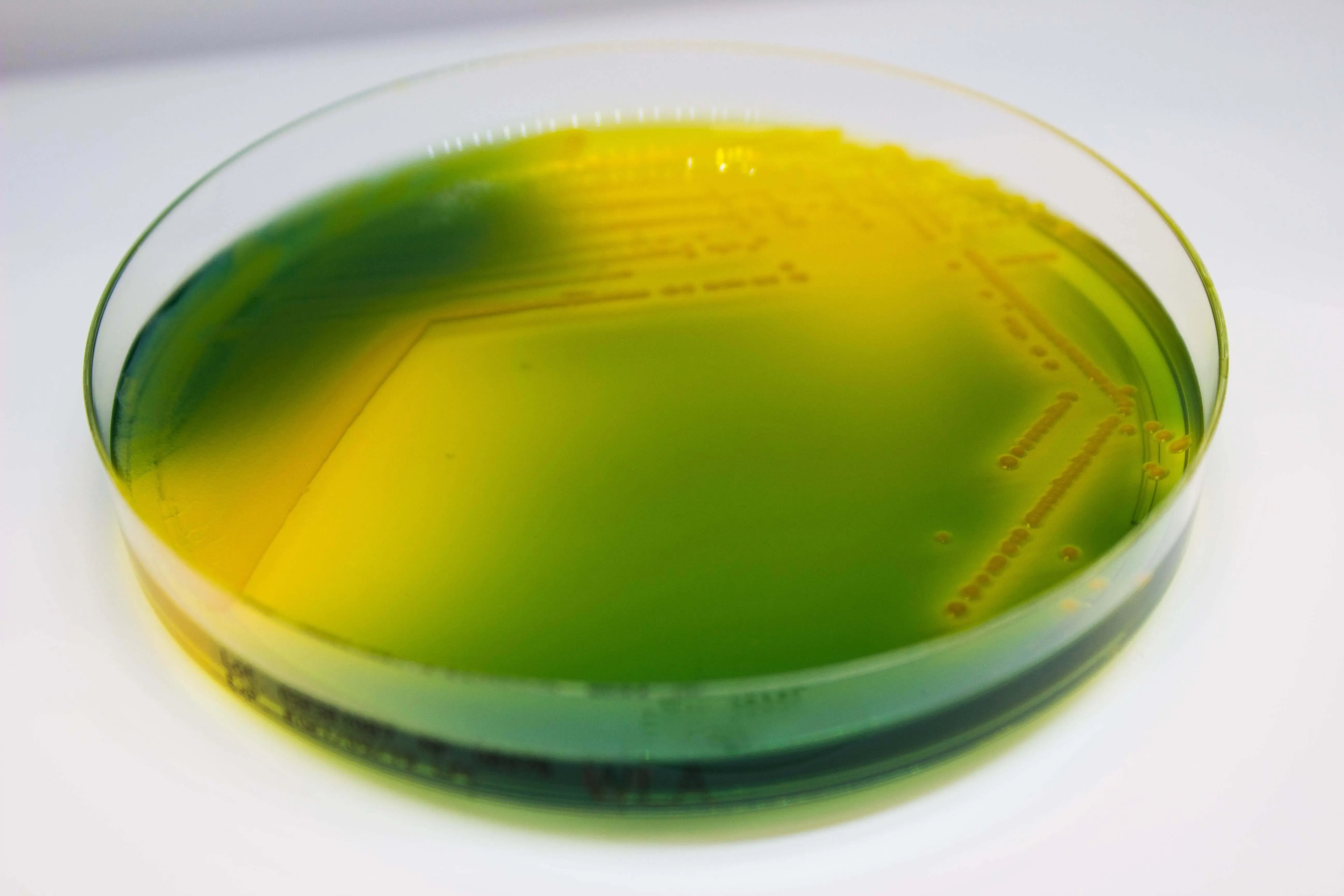 Liofilchem WURTZ Lactose Agar Culture Media 10054