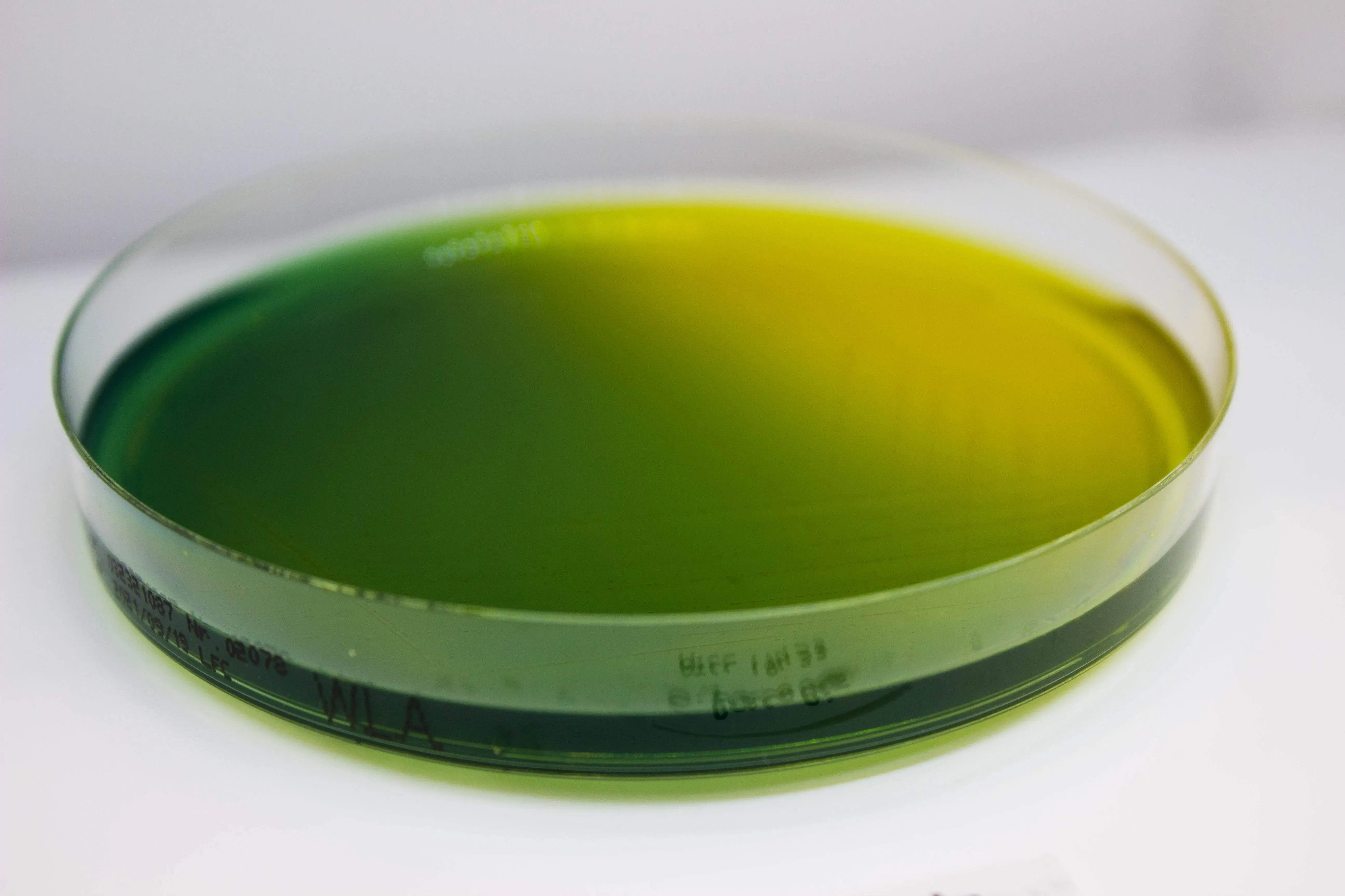 Liofilchem WURTZ Lactose Agar Culture Media 10054