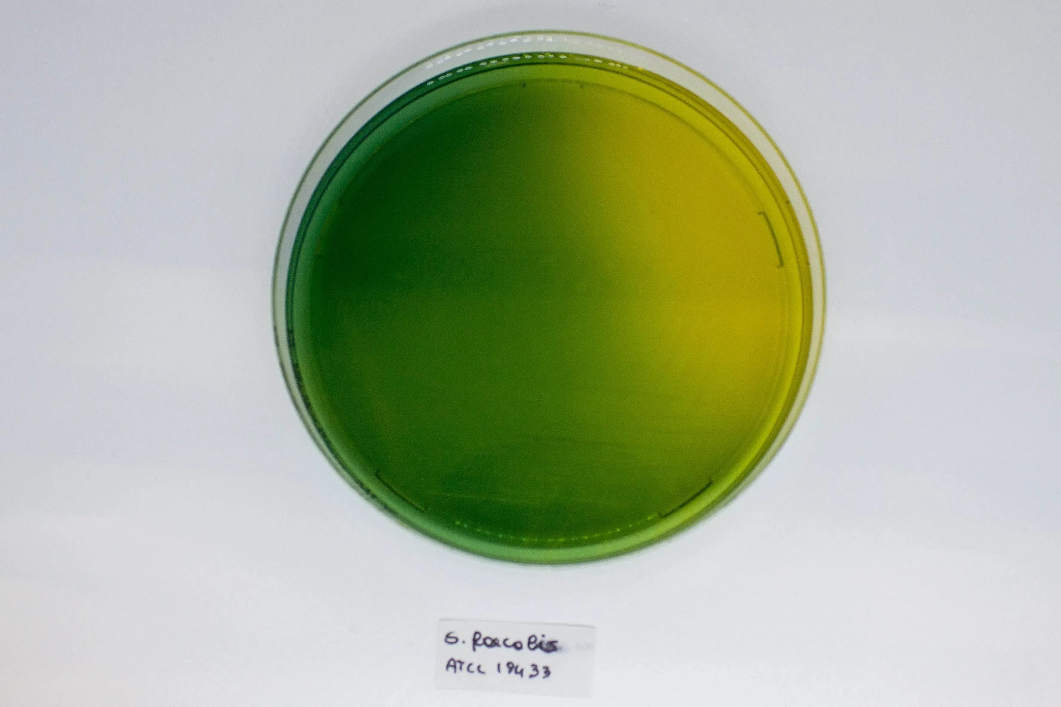 Liofilchem WURTZ Lactose Agar Culture Media 10054