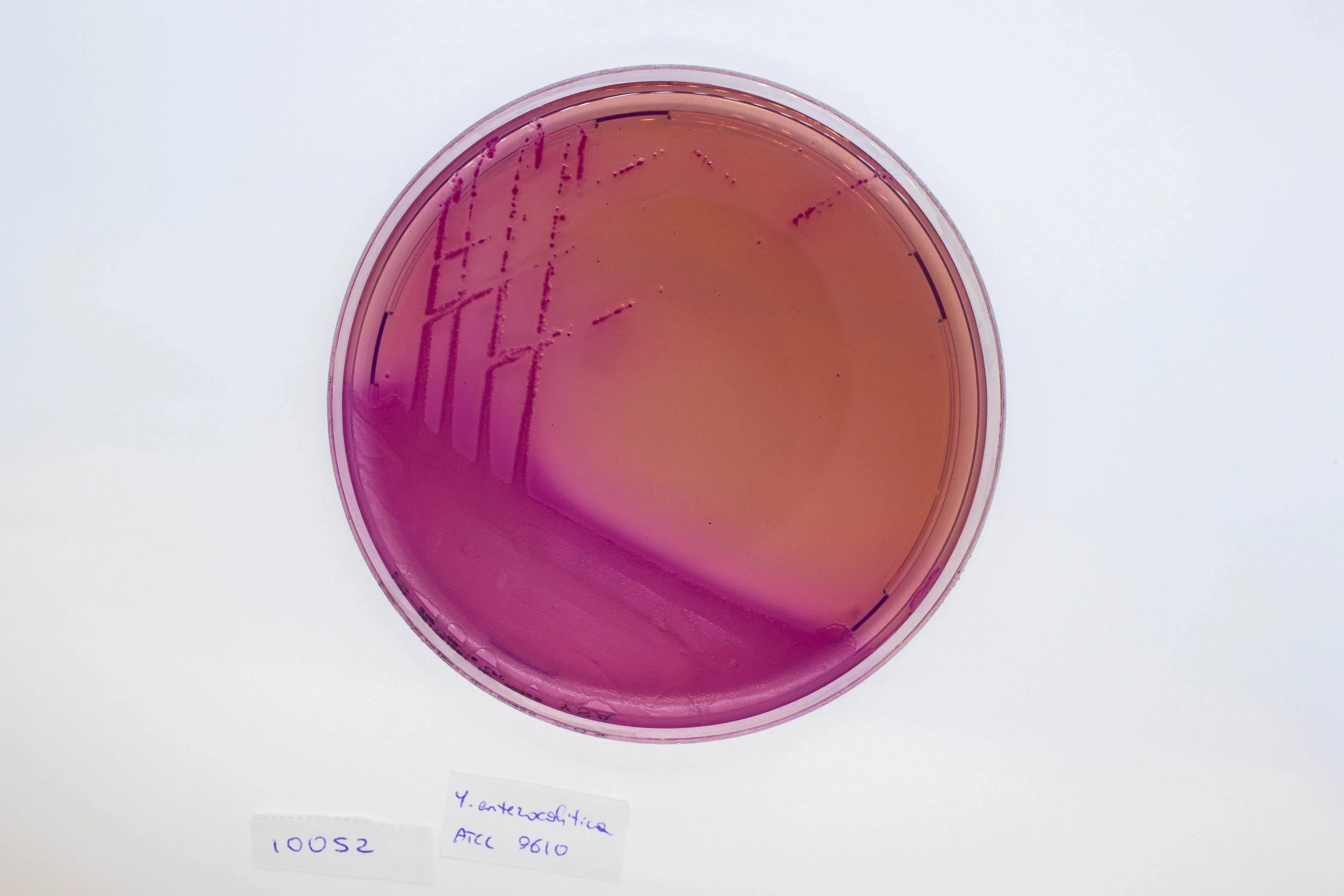 Liofilchem YERSINIA Selective Agar Culture Media 10052
