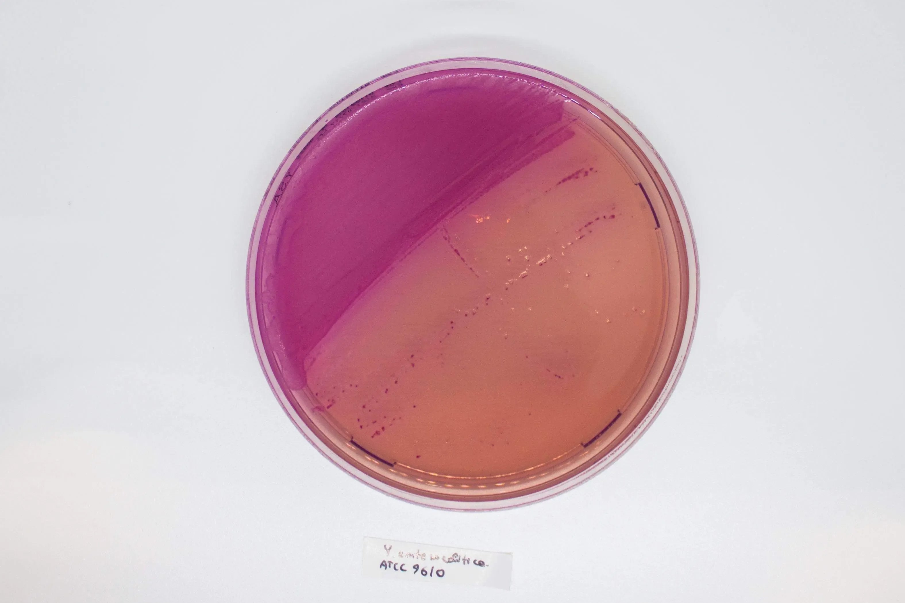 Liofilchem YERSINIA Selective Agar Culture Media 10052